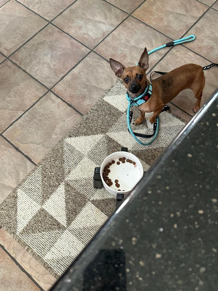 Enlarge Okapi, a Adoptable mixed breed in Saugus, MA image 3/6