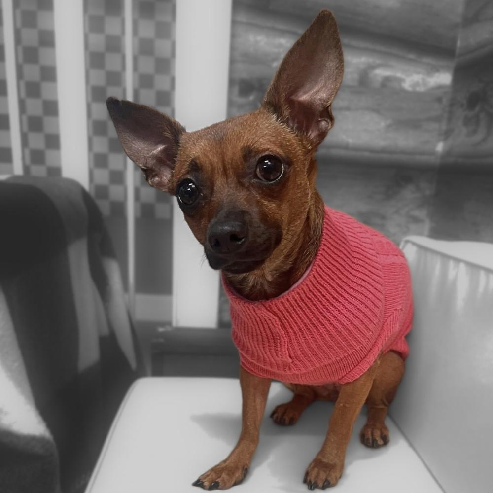 Enlarge Okapi, a Adoptable mixed breed in Saugus, MA image 5/6