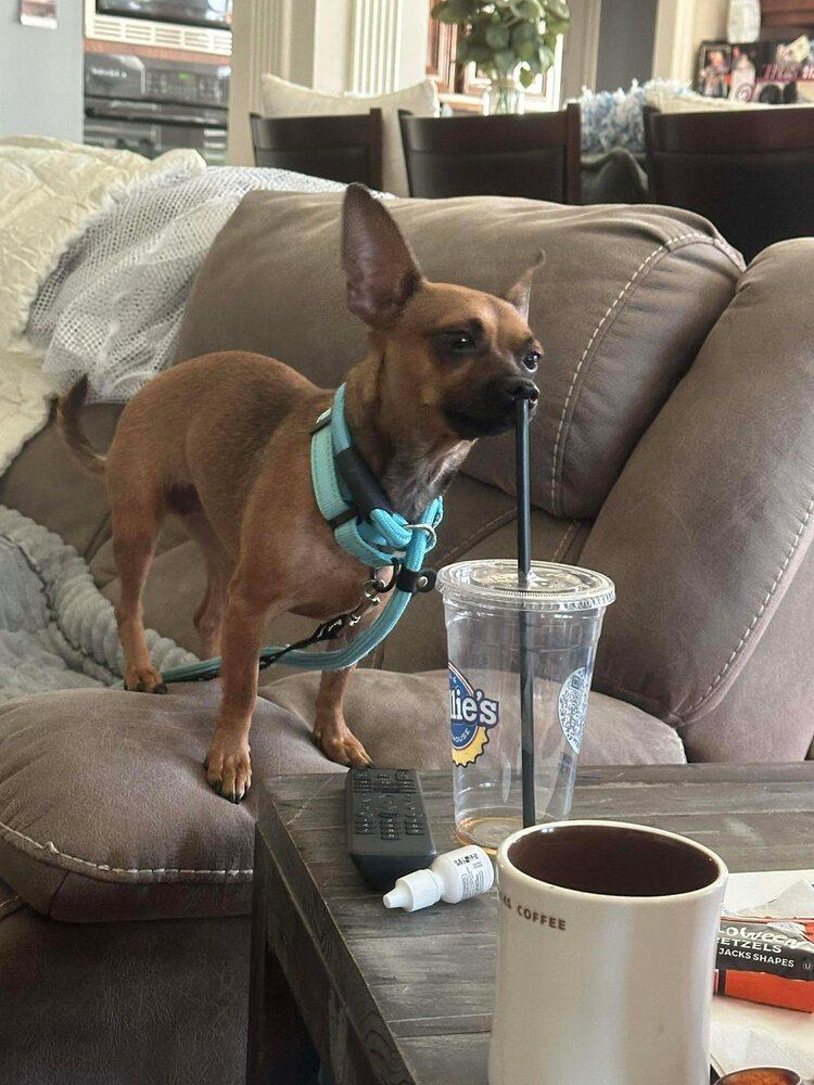 Enlarge Okapi, a Adoptable mixed breed in Saugus, MA image 5/6