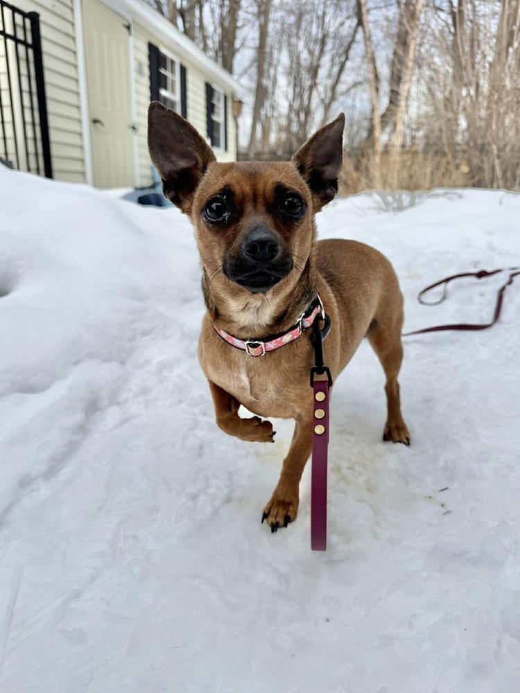 Enlarge Okapi, a Adoptable mixed breed in Saugus, MA image 6/6