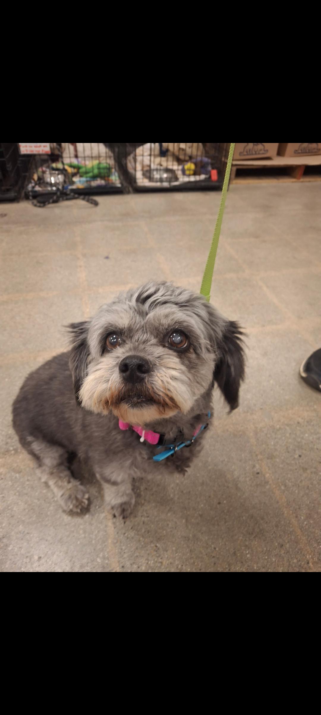 Enlarge Lisa, an adopted mixed breed in Mojave, CA image 1/4