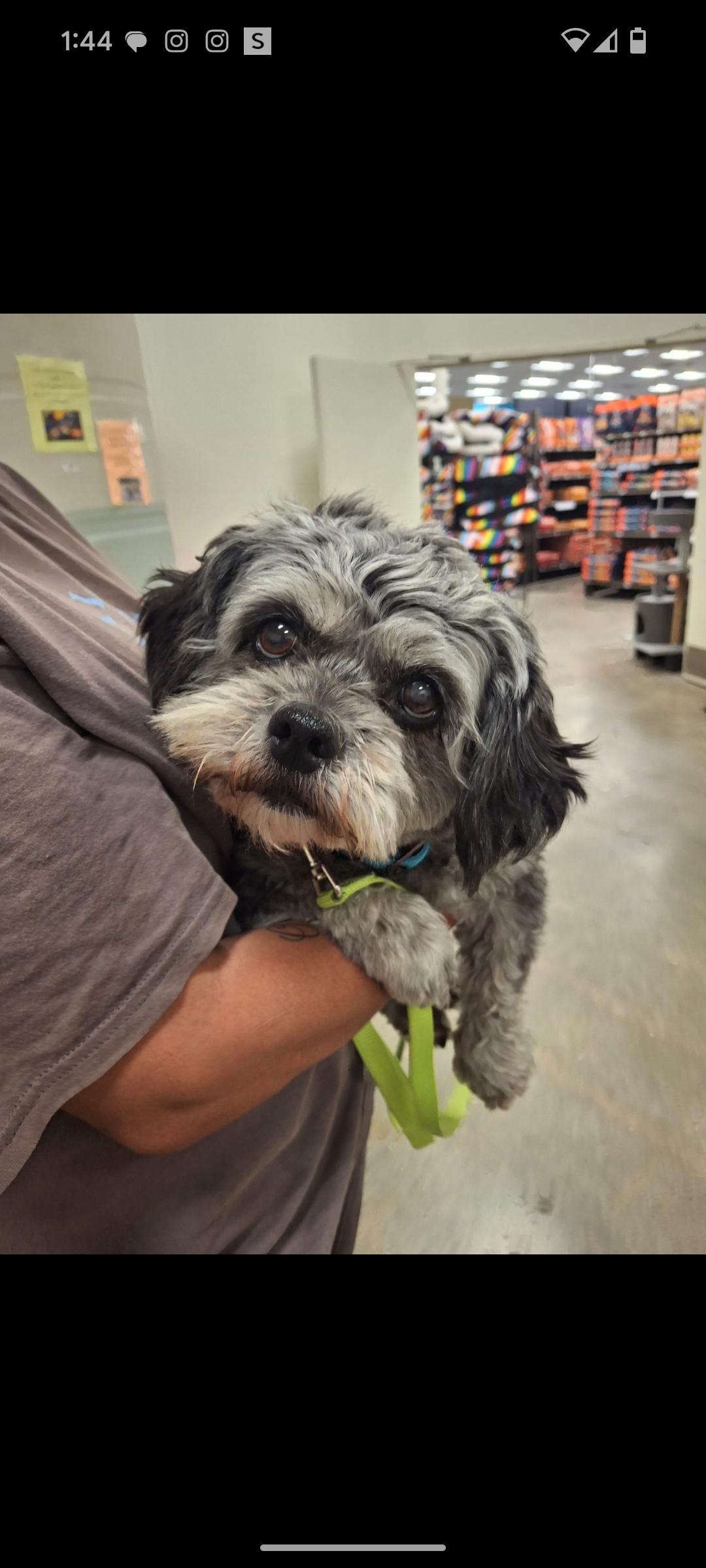 Enlarge Lisa, an adopted mixed breed in Mojave, CA image 2/4