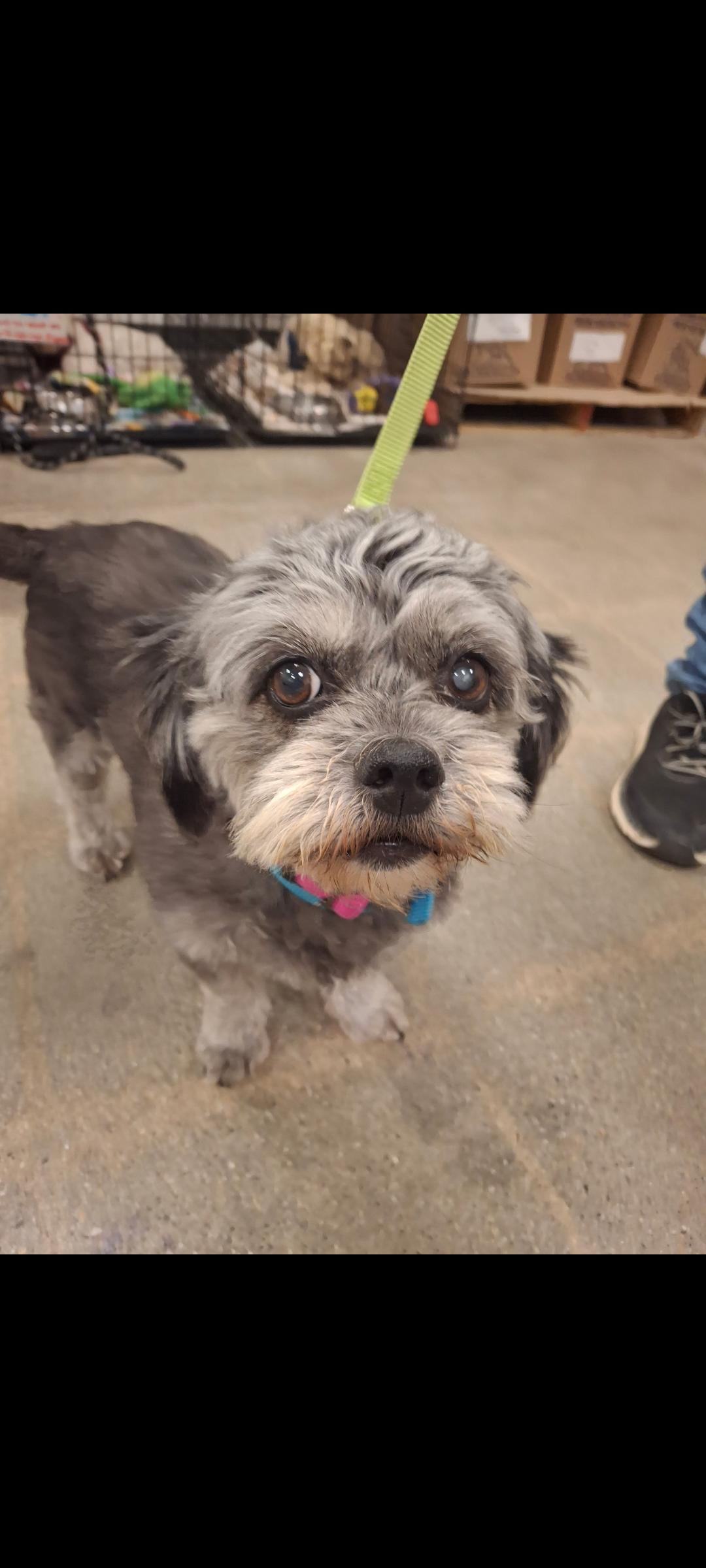 Enlarge Lisa, an adopted mixed breed in Mojave, CA image 3/4