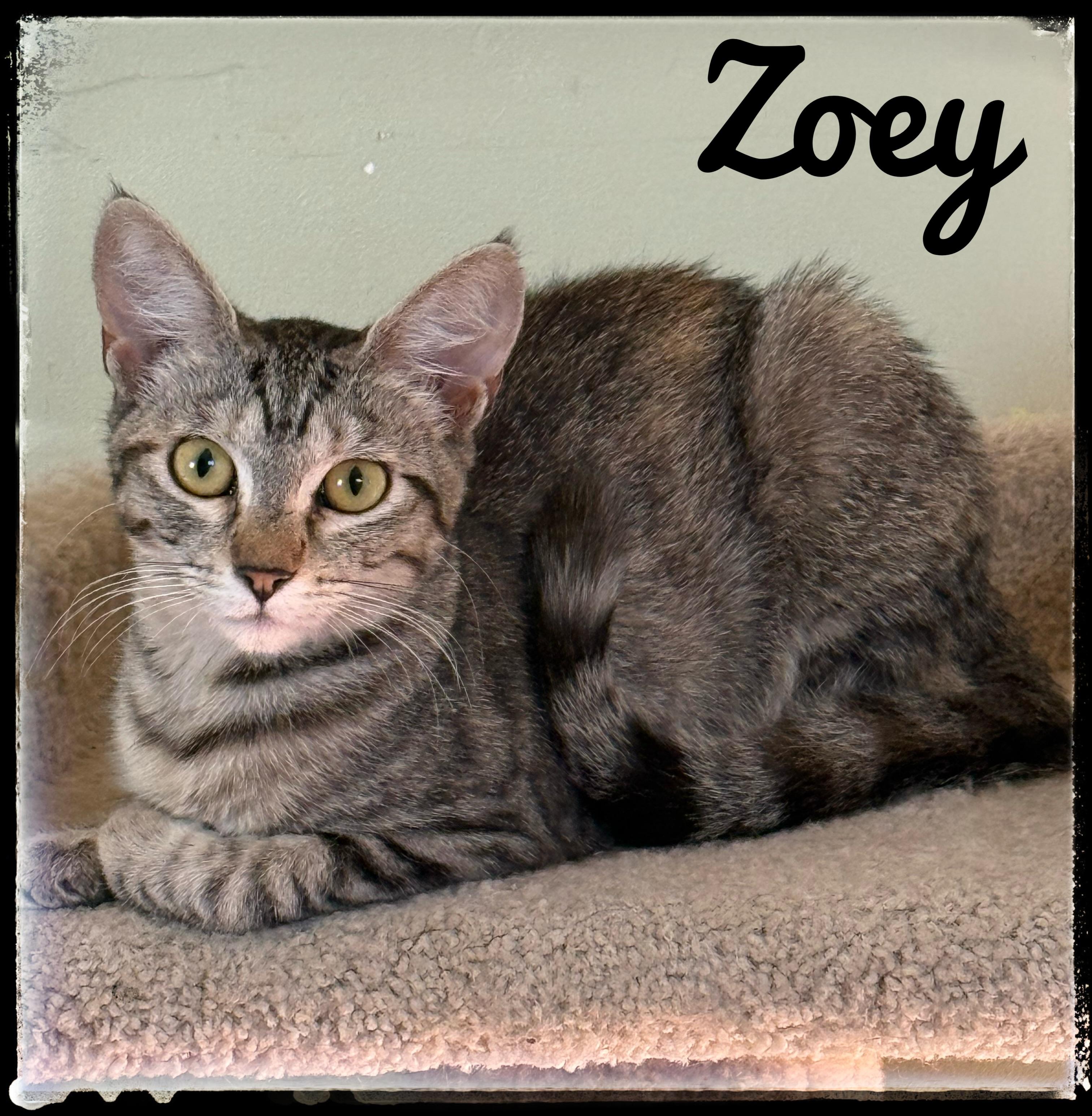 Enlarge Zoey, a Adoptable Domestic Short Hair in El Cajon, CA image 1/1