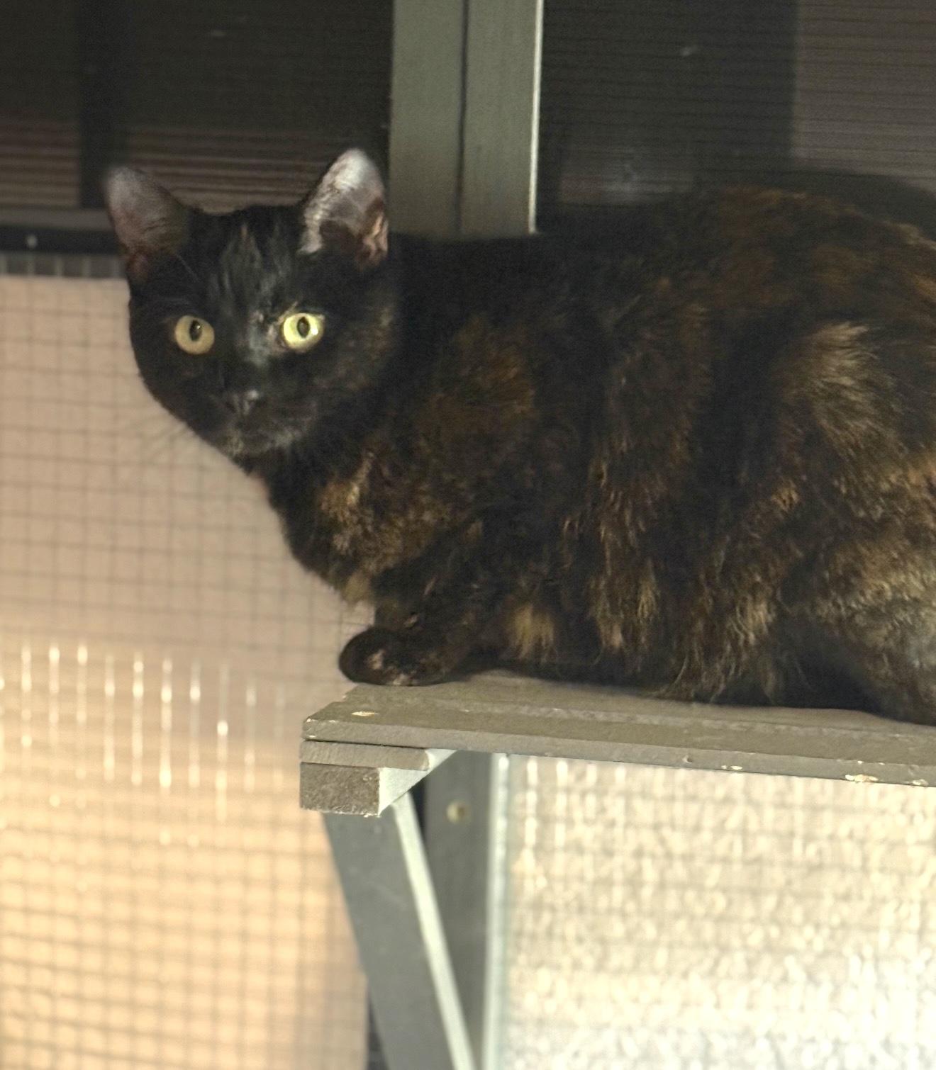 Enlarge Gabbie, a Adoptable Tortoiseshell in Trophy Club, TX image 5/6