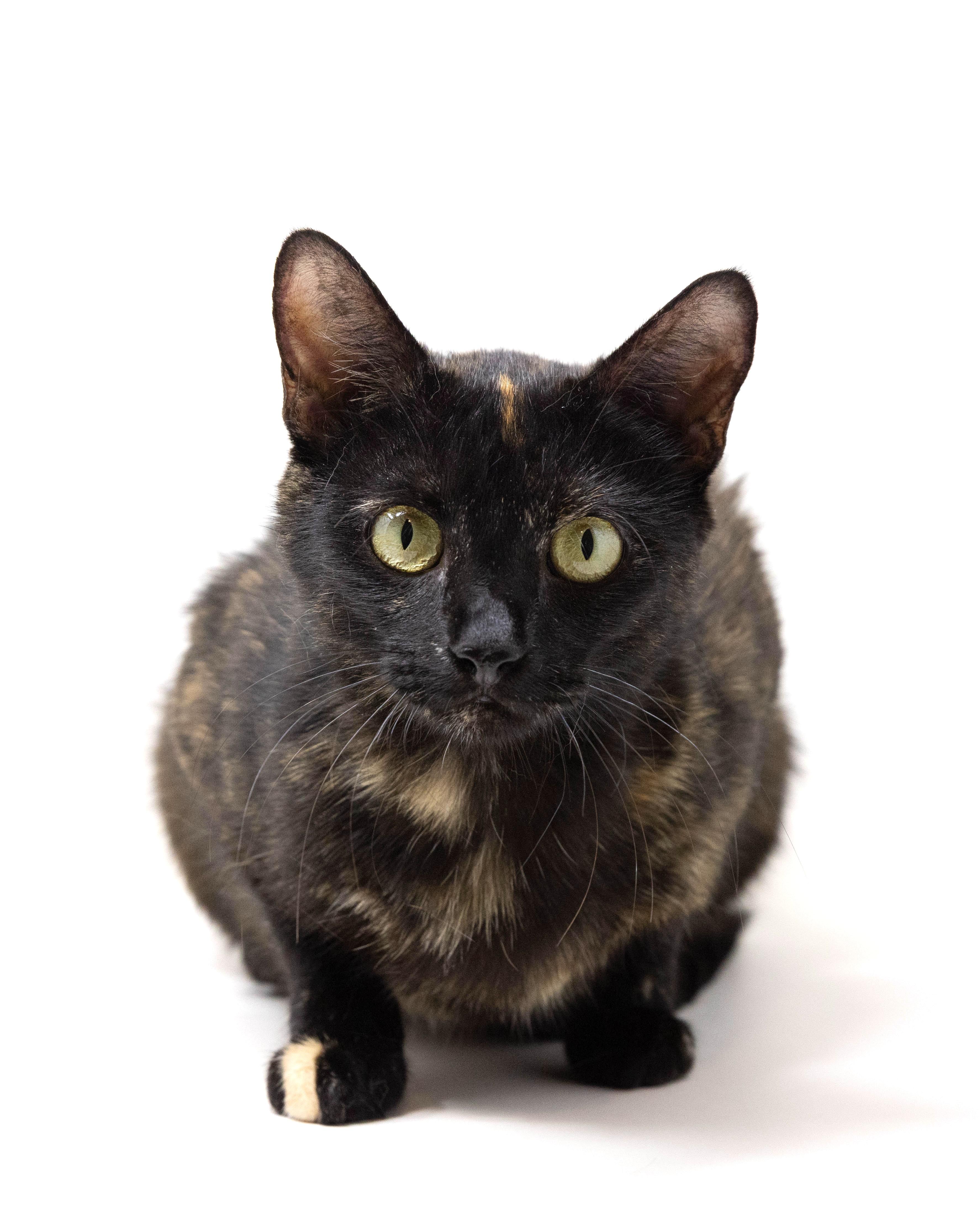Gabbie, a Adoptable Tortoiseshell in Fort Worth, TX image 2/5
