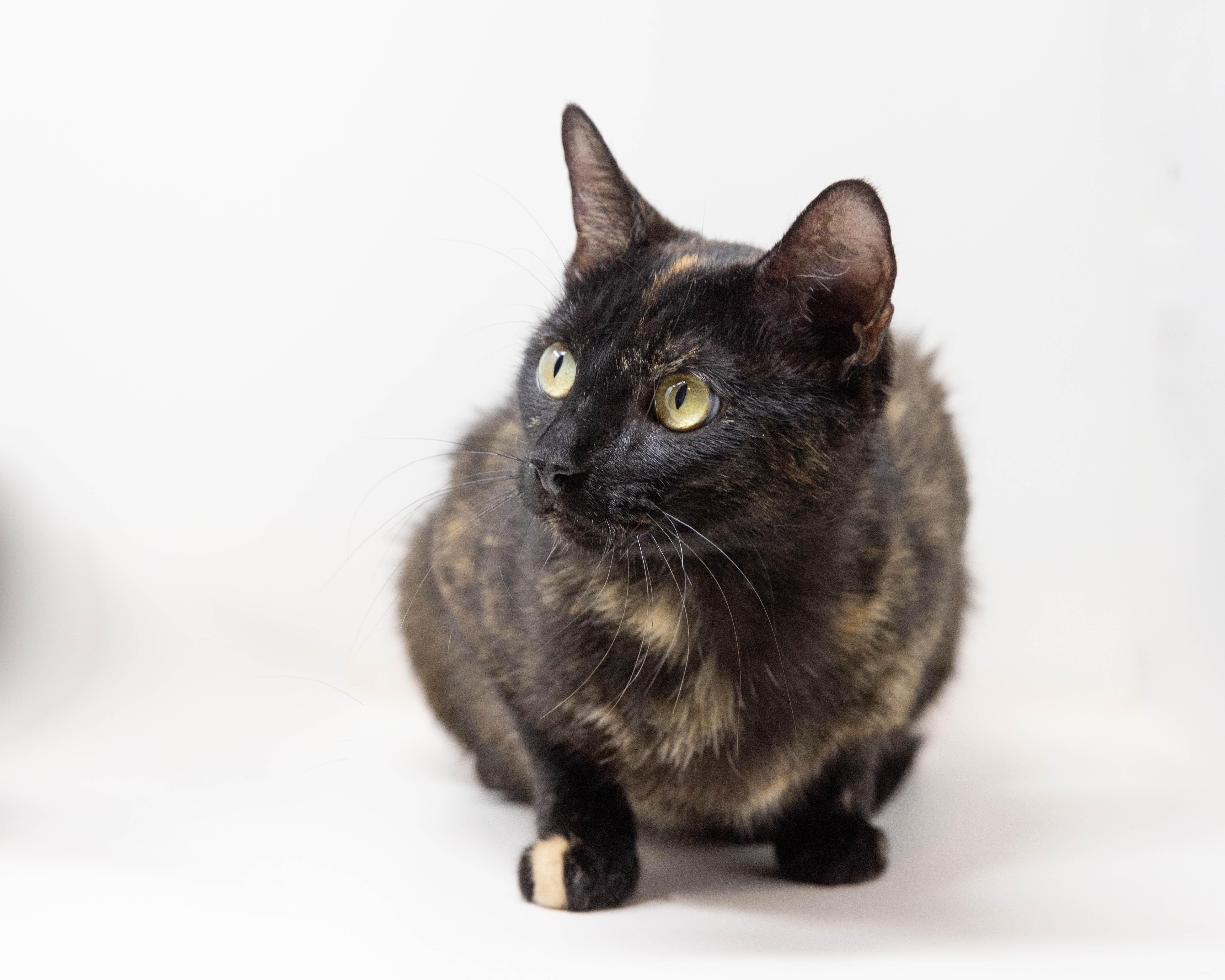 Gabbie, a Adoptable Tortoiseshell in Fort Worth, TX image 1/5