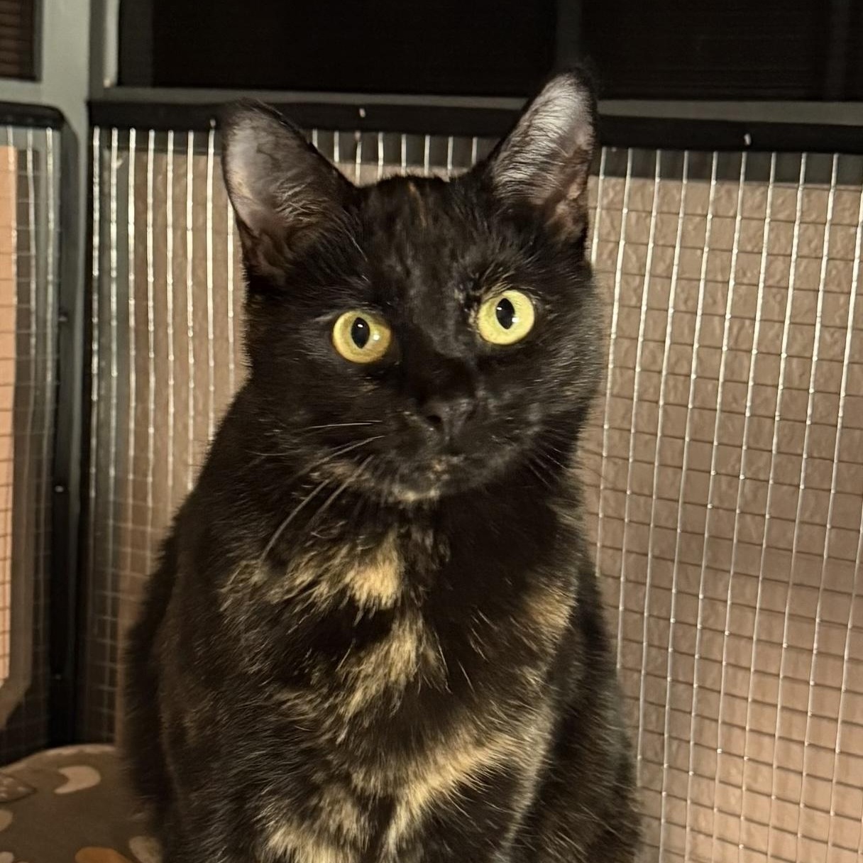 Enlarge Gabbie, a Adoptable Tortoiseshell in Trophy Club, TX image 1/6