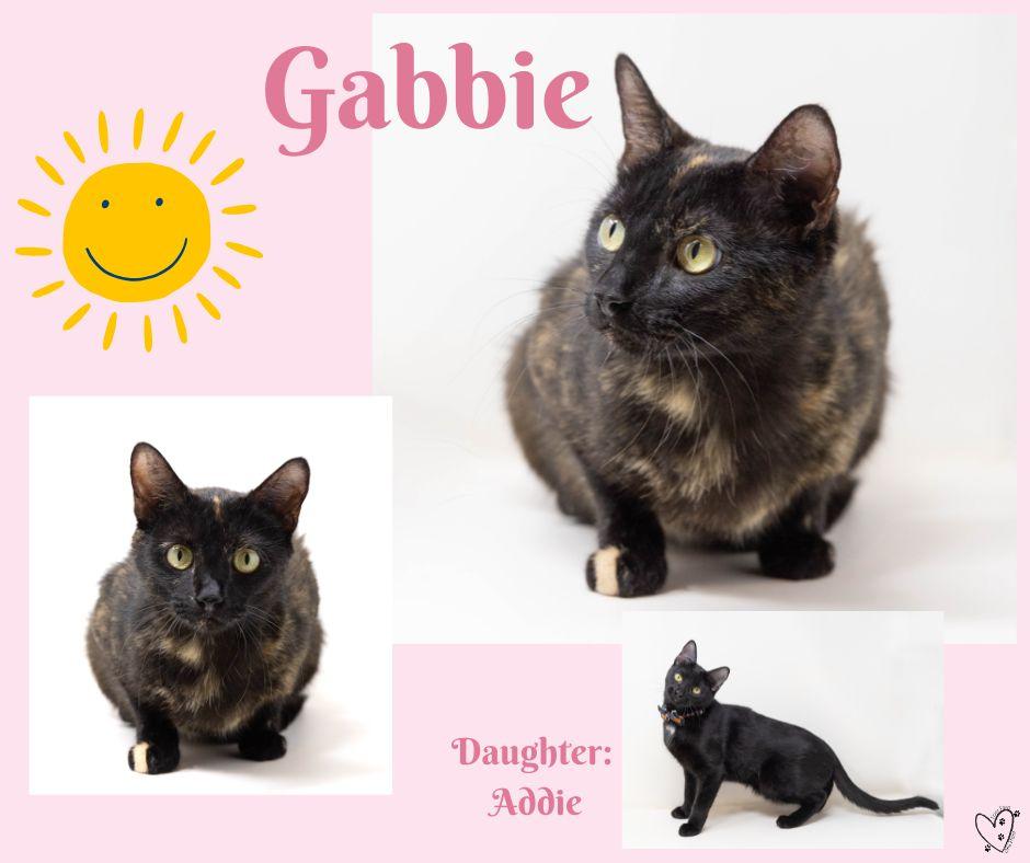 Gabbie, a Adoptable Tortoiseshell in Fort Worth, TX image 4/5