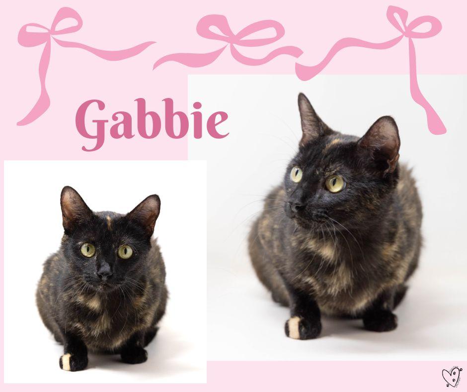 Enlarge Gabbie, a Adoptable Tortoiseshell in Trophy Club, TX image 3/5