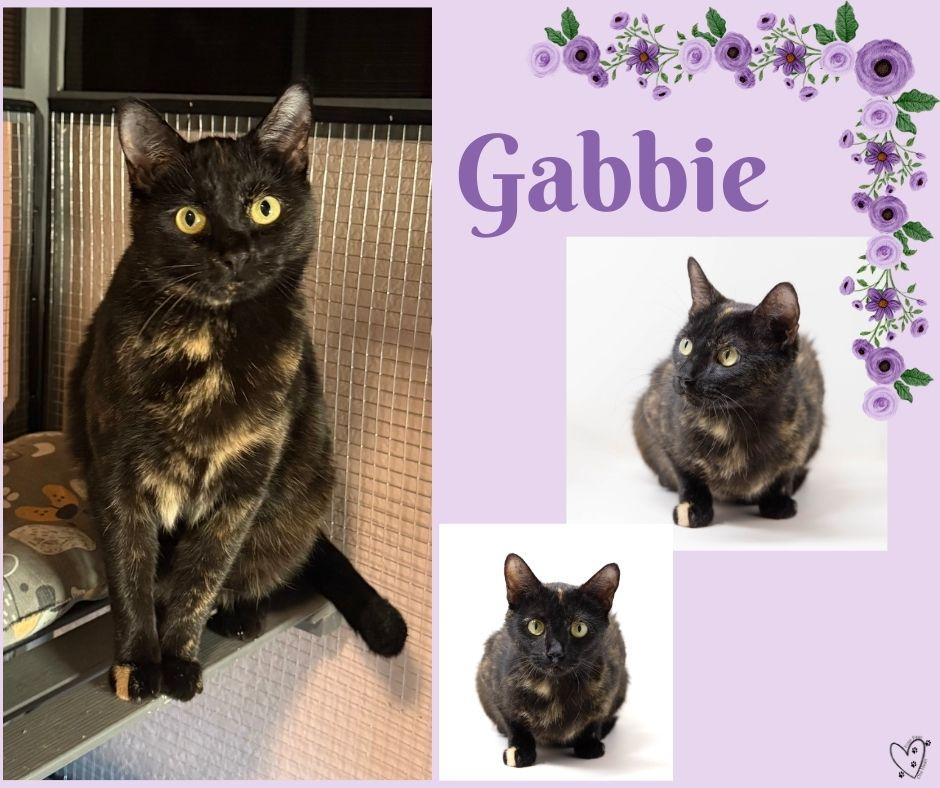 Enlarge Gabbie, a Adoptable Tortoiseshell in Trophy Club, TX image 4/6