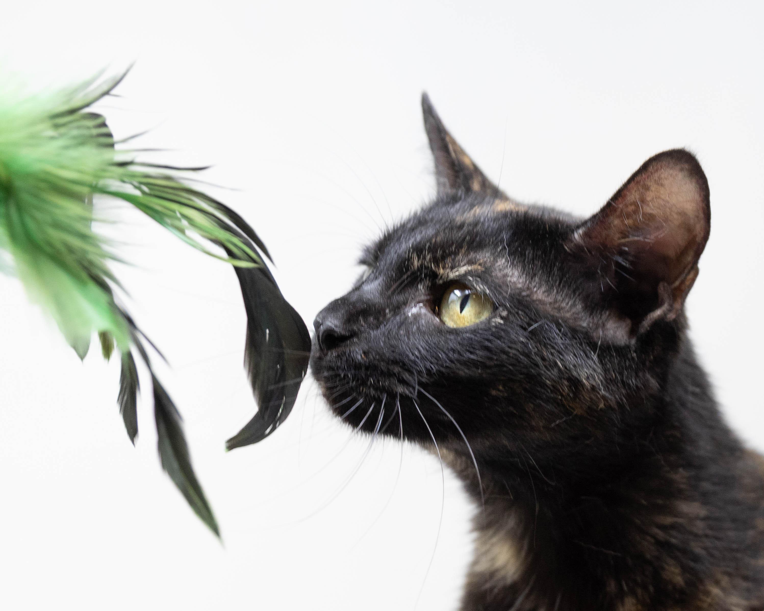 Gabbie, Young Female Tortoiseshell
