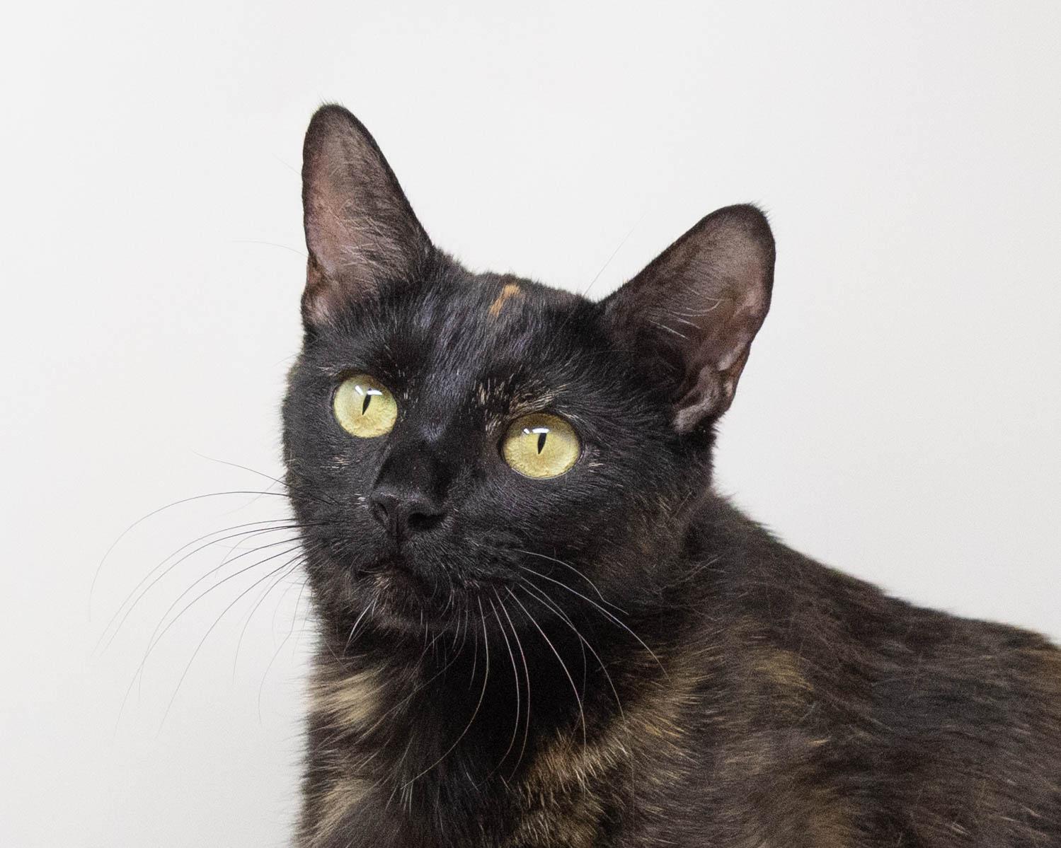 Gabbie, a Adoptable Tortoiseshell in Fort Worth, TX image 5/5