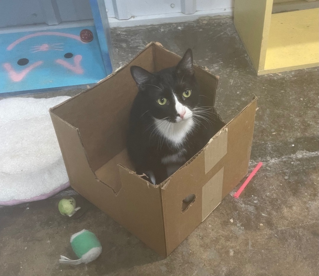 Enlarge Batty, a Adopted Domestic Short Hair in Le Mars, IA image 1/1