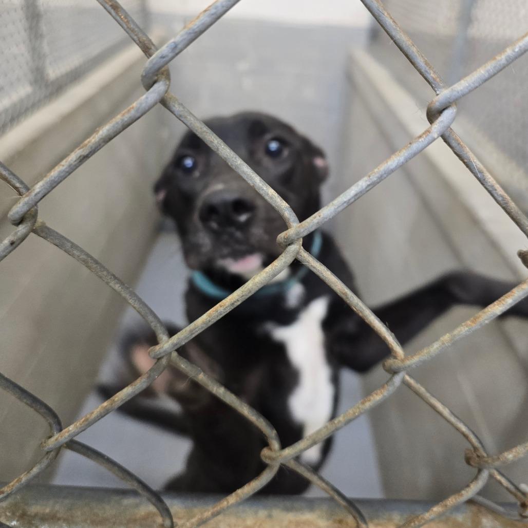 Sam, Adoptable, Adult Male Mixed Breed.