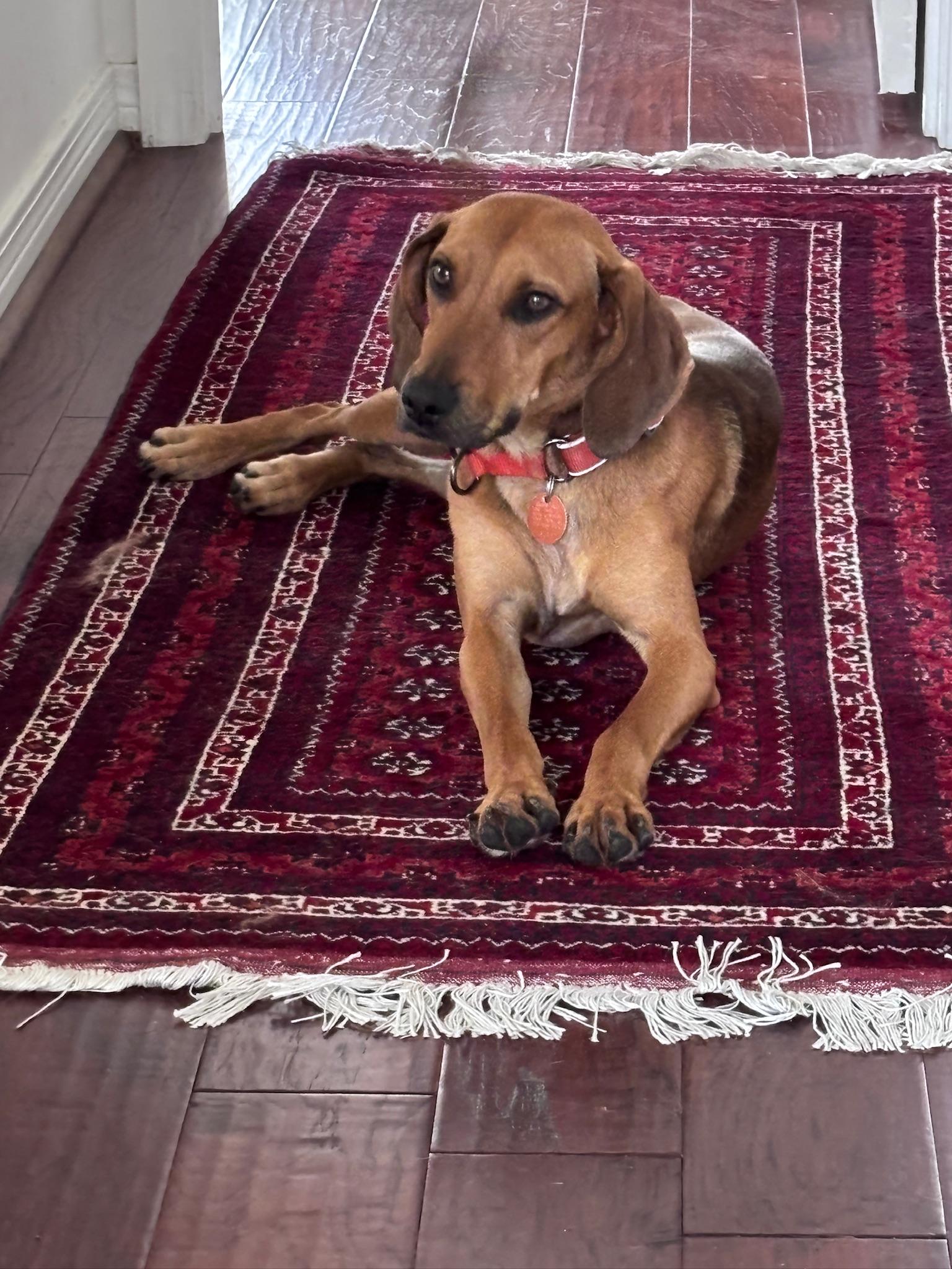 Enlarge Ruby, a ADOPTABLE mixed breed in Navarre, FL image 4/4