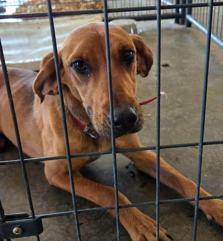 Enlarge Ruby, a ADOPTABLE mixed breed in Navarre, FL image 2/4
