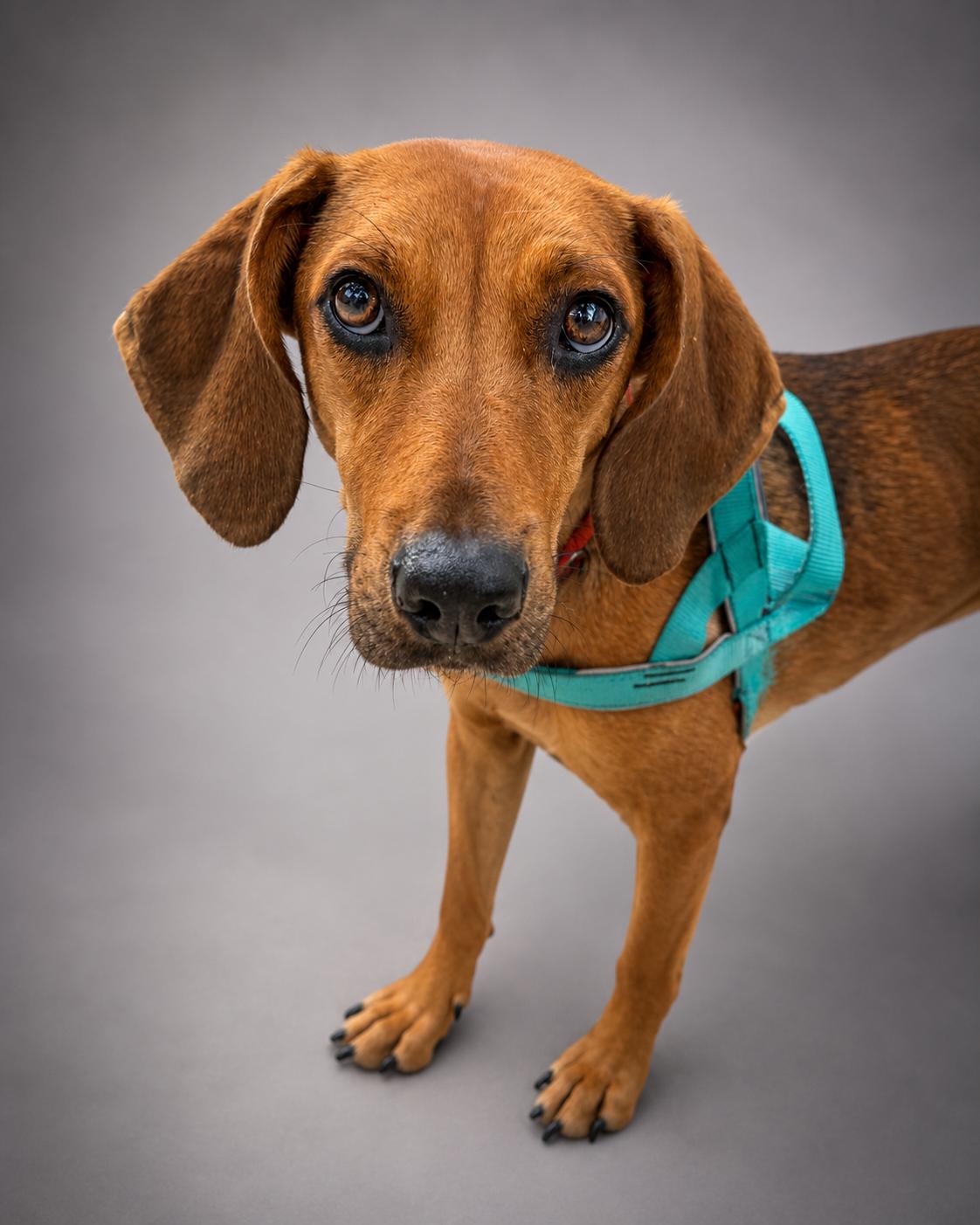 Ruby, ADOPTABLE, Young Female Vizsla.
