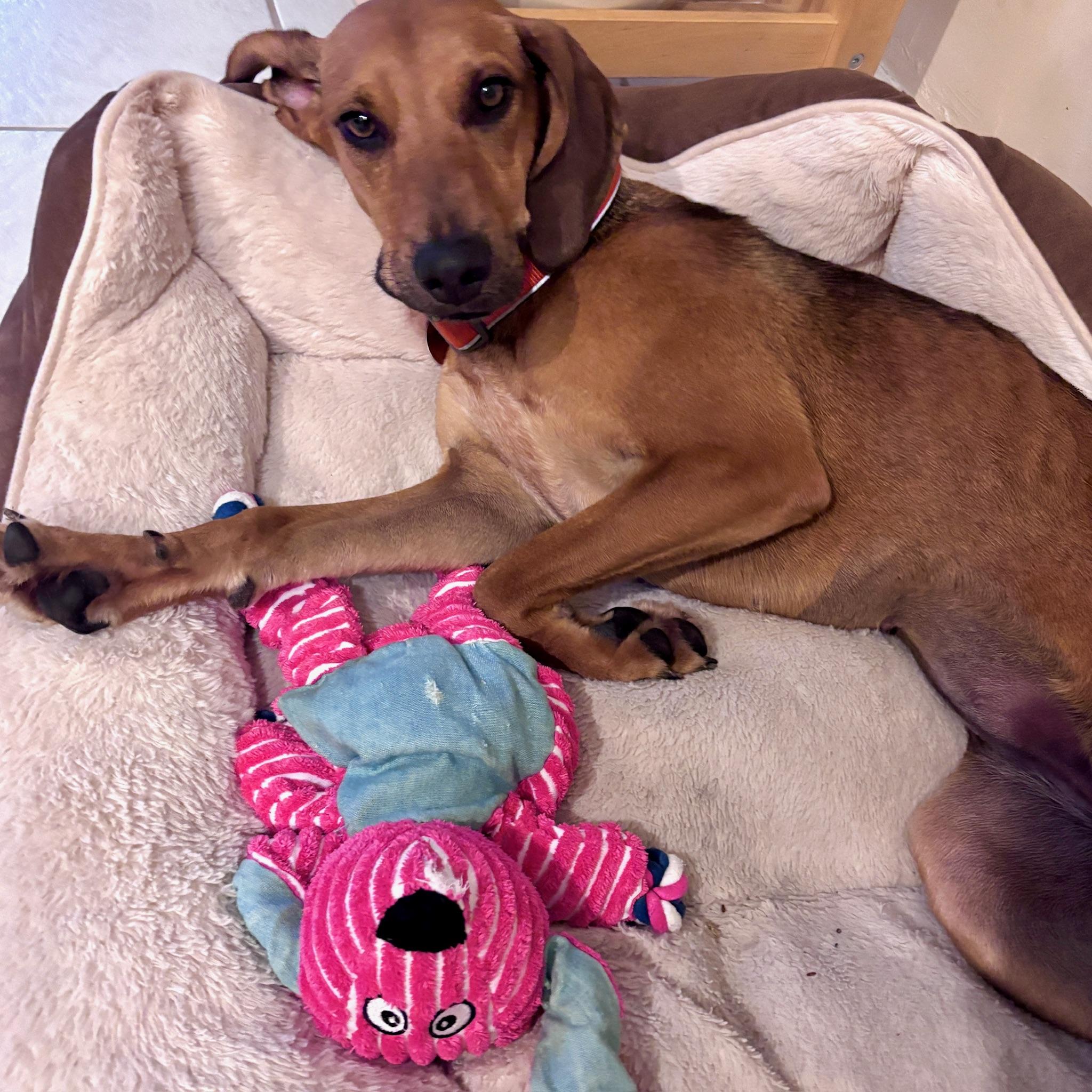Enlarge Ruby, a ADOPTABLE mixed breed in Navarre, FL image 3/4