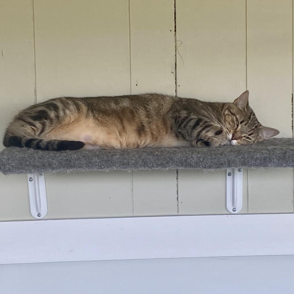 Latte, Adoptable, Adult Female Domestic Short Hair.