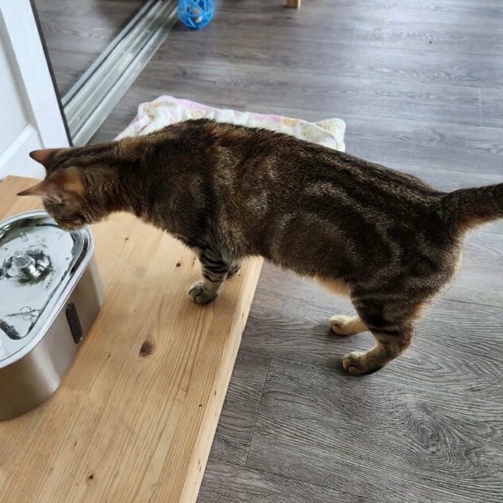 Enlarge Latte, a Adoptable Domestic Short Hair in Foley, AL image 2/3