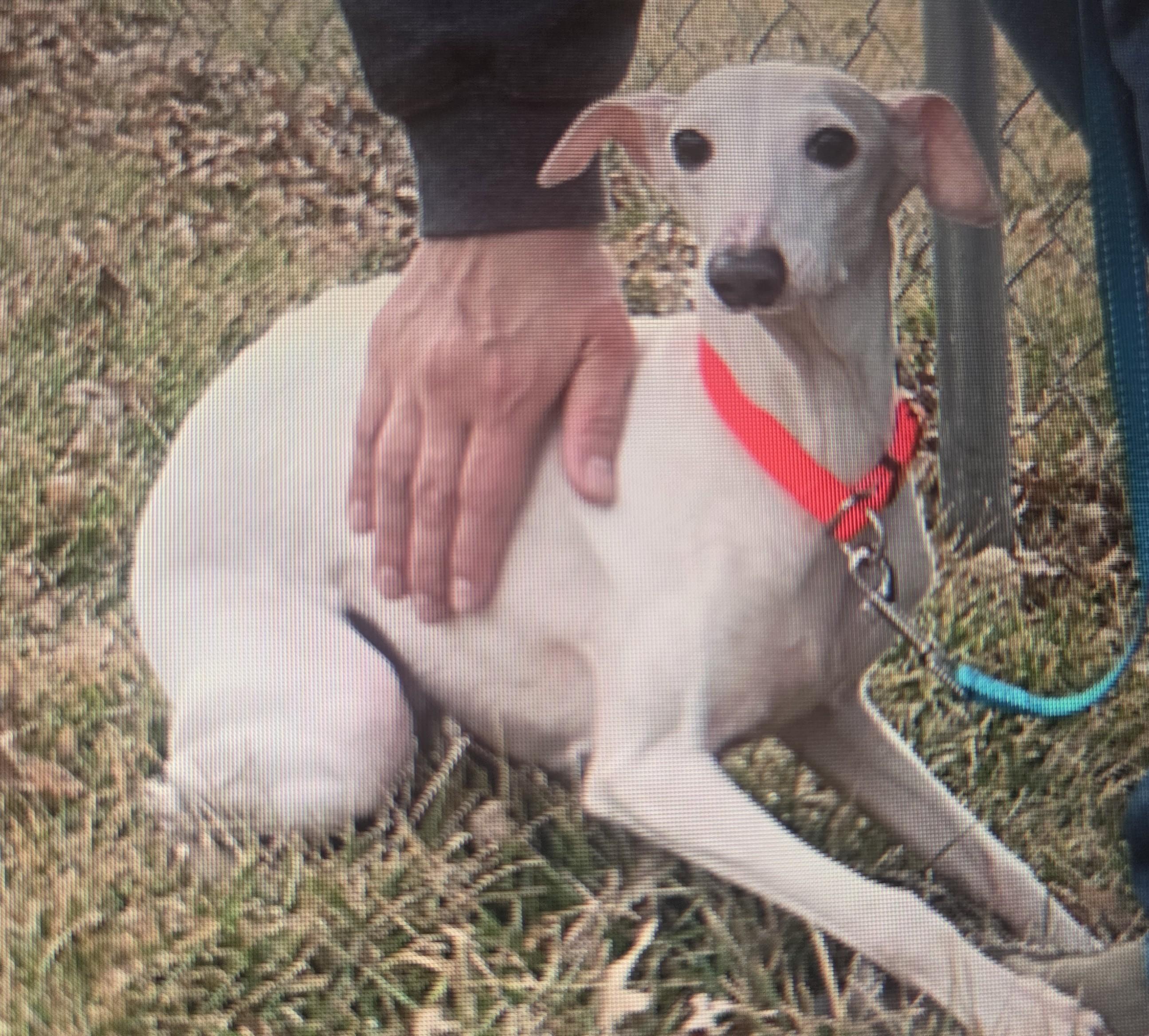 Enlarge Fannie, a Adoptable Italian Greyhound in Lincoln, NE image 2/6