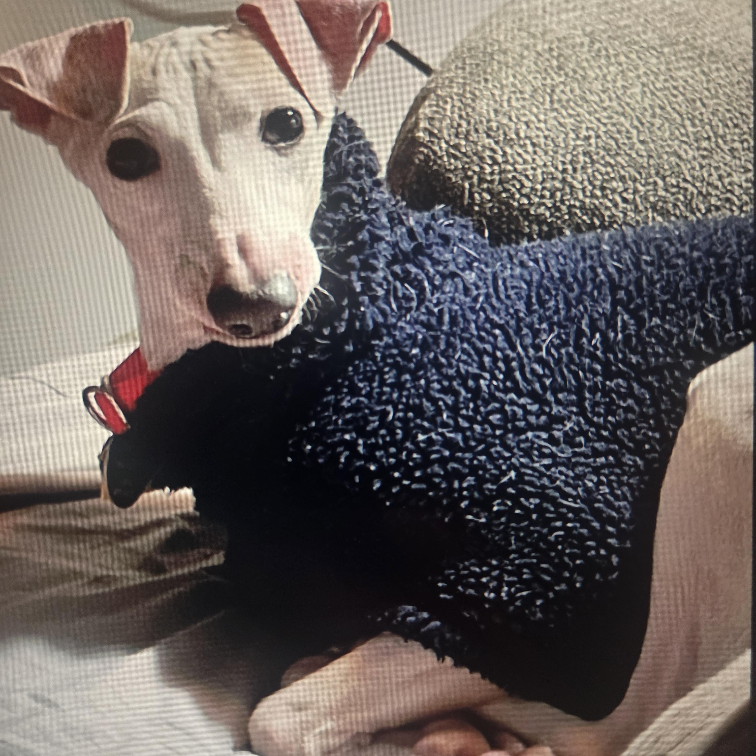 Enlarge Fannie, a Adoptable Italian Greyhound in Lincoln, NE image 6/6