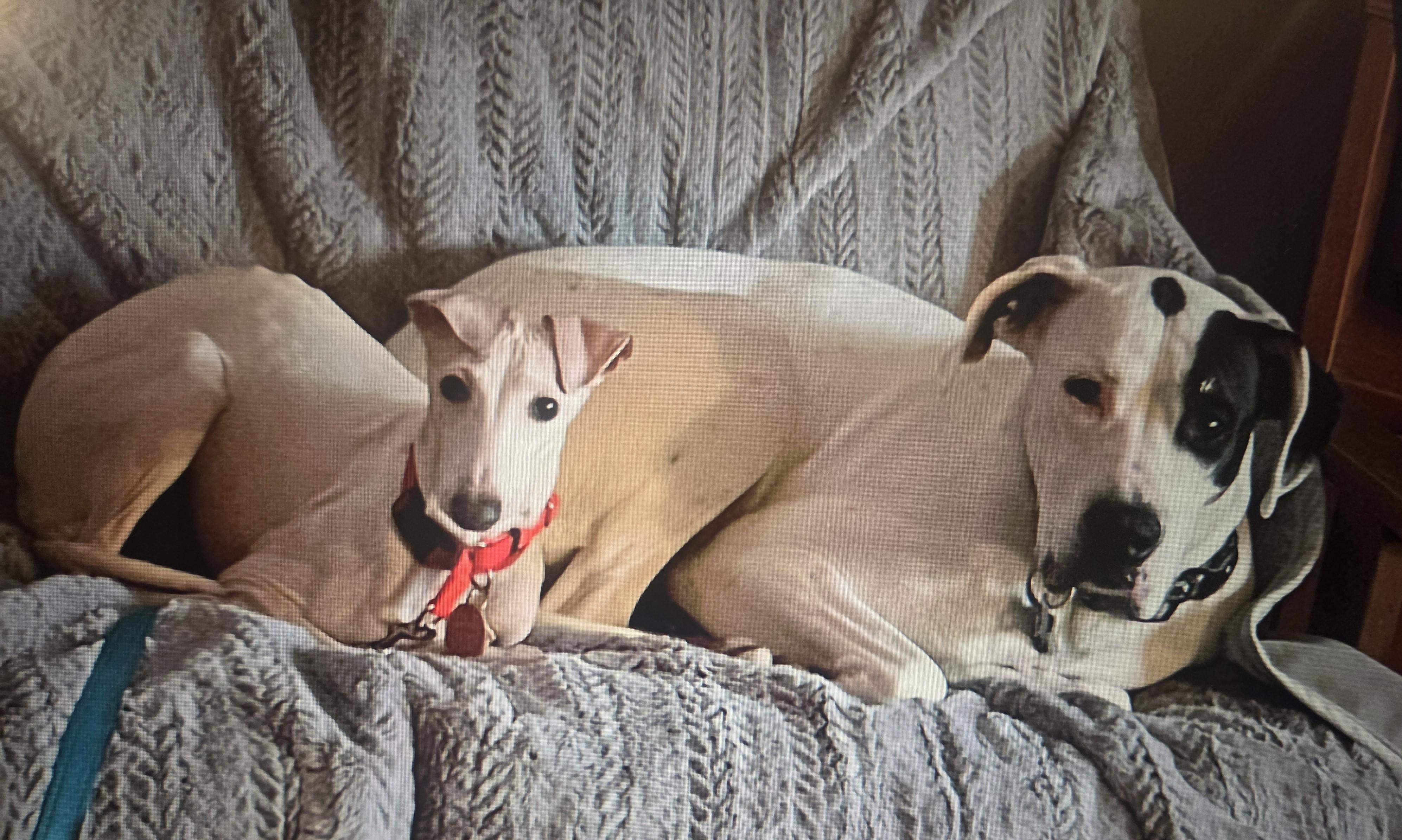 Enlarge Fannie, a Adoptable Italian Greyhound in Lincoln, NE image 5/6
