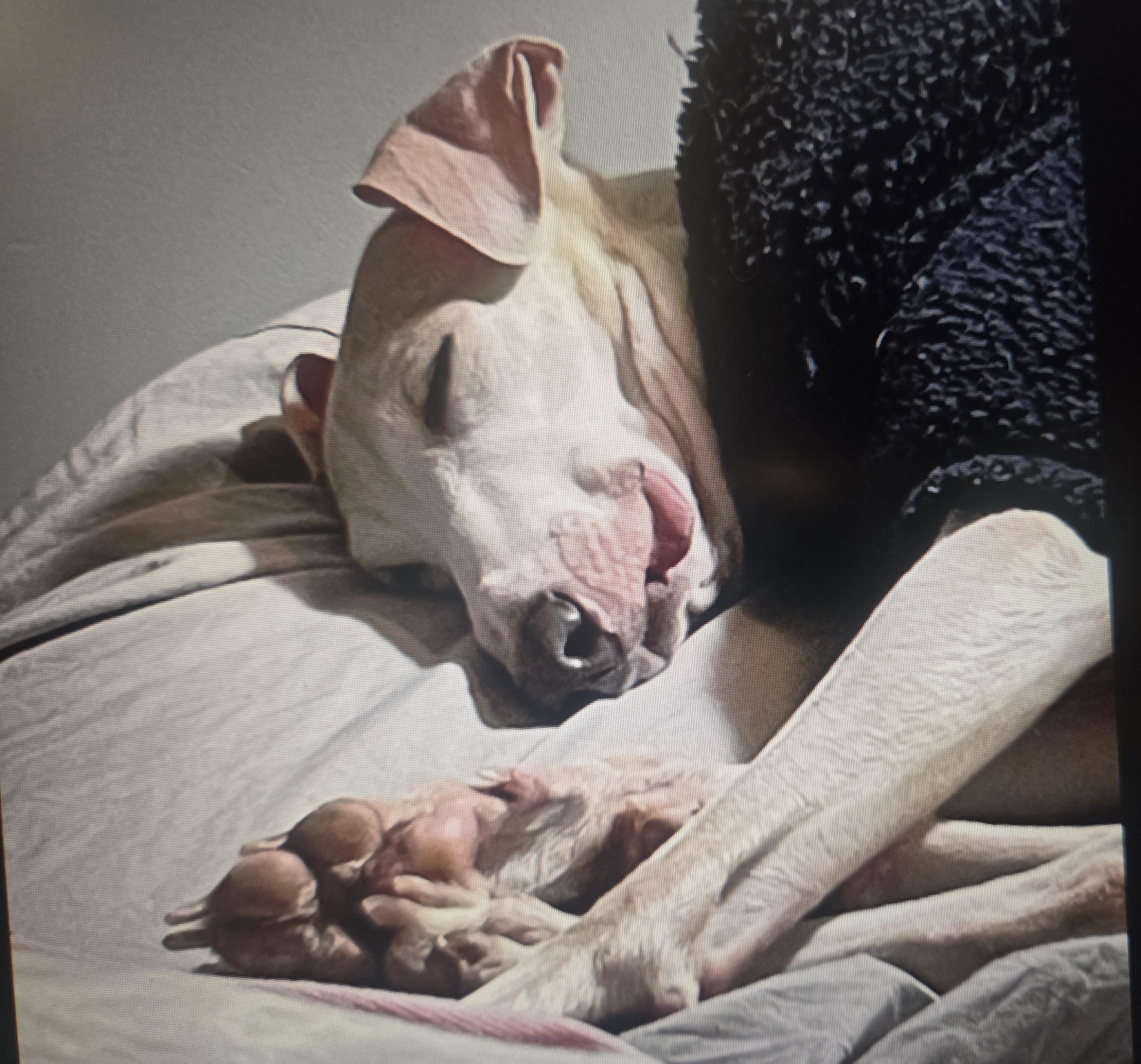 Enlarge Fannie, a Adoptable Italian Greyhound in Lincoln, NE image 4/6