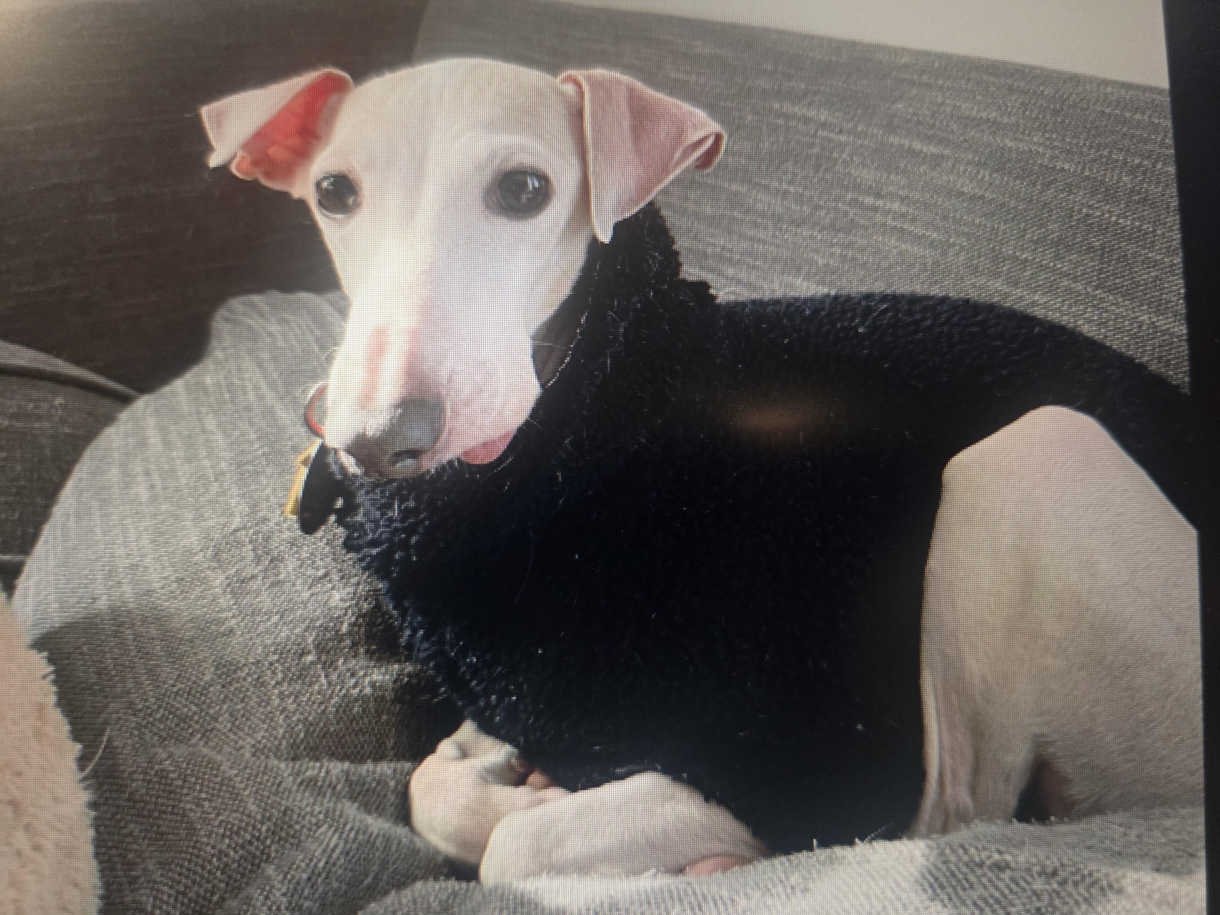 Enlarge Fannie, a Adoptable Italian Greyhound in Lincoln, NE image 3/6