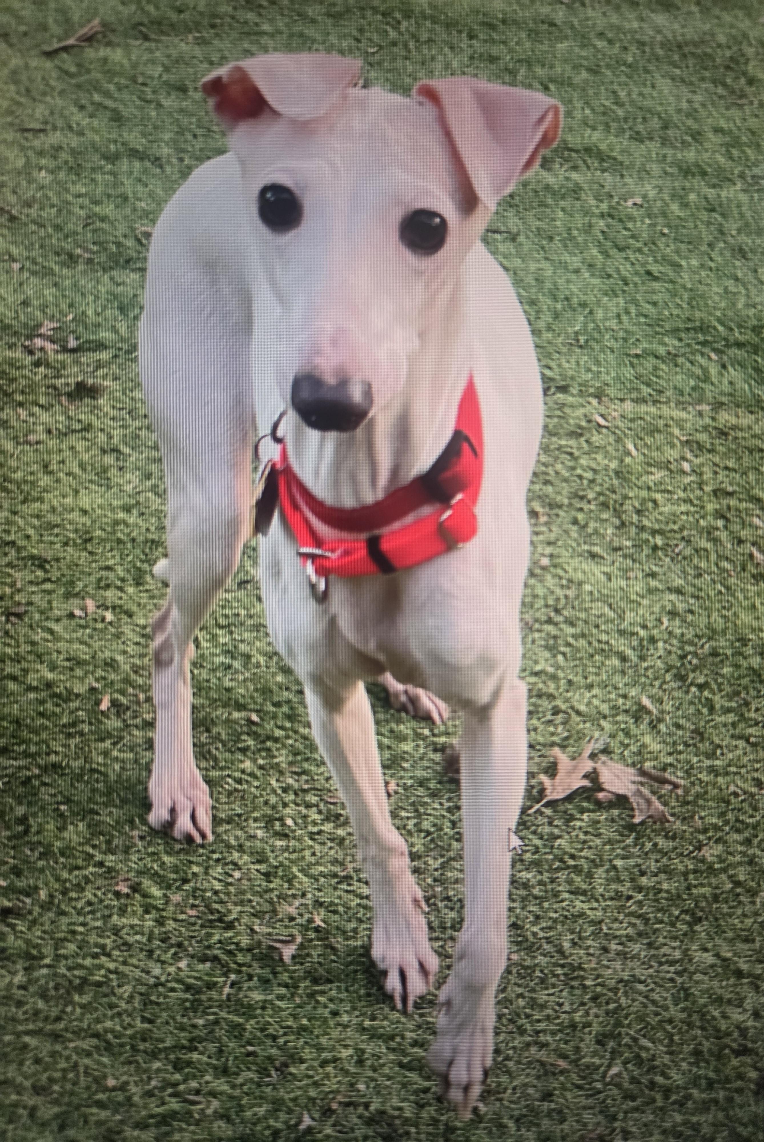 Enlarge Fannie, a Adoptable Italian Greyhound in Lincoln, NE image 1/6