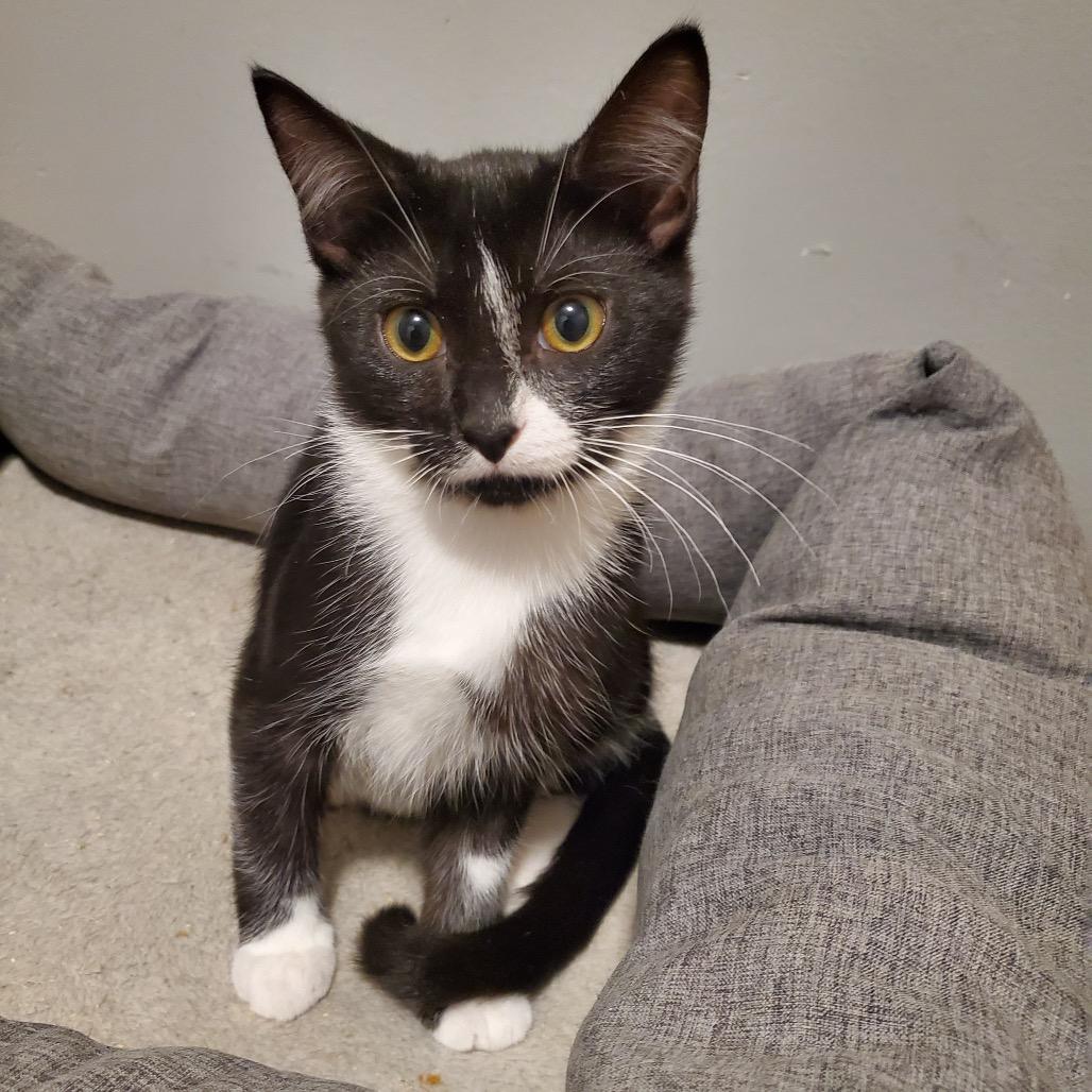 Boogerella, a Adoptable Domestic Short Hair in Granville, OH image 1/6