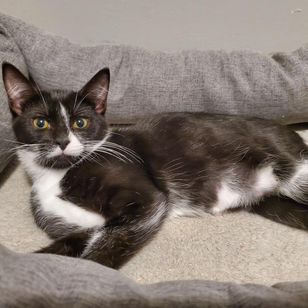 Boogerella, a Adoptable Domestic Short Hair in Granville, OH image 2/6