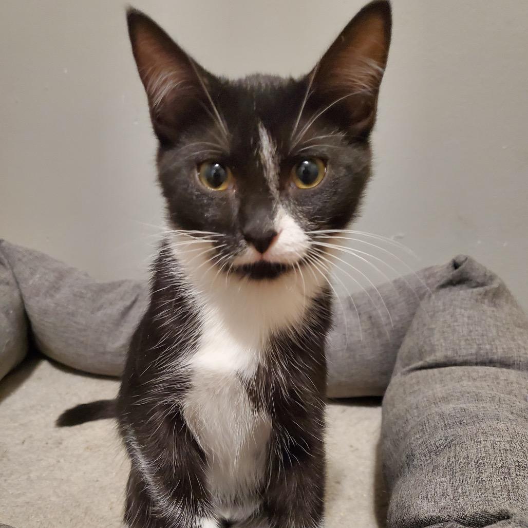 Boogerella, a Adoptable Domestic Short Hair in Granville, OH image 3/6