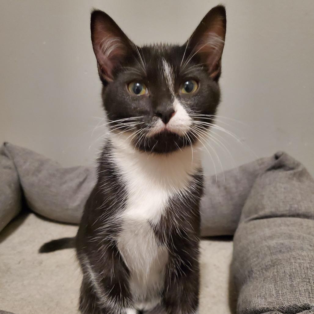 Boogerella, a Adoptable Domestic Short Hair in Granville, OH image 4/6