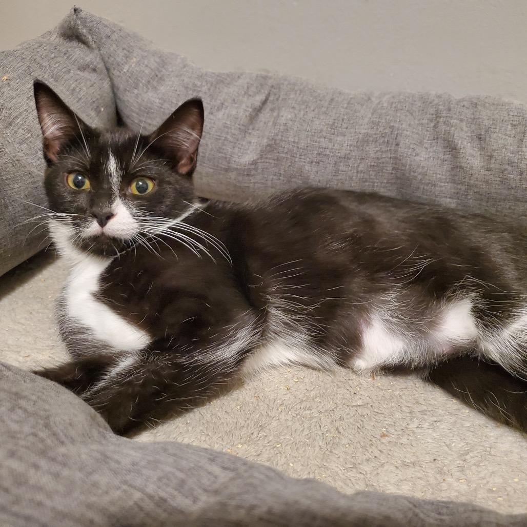 Boogerella, a Adoptable Domestic Short Hair in Granville, OH image 5/6