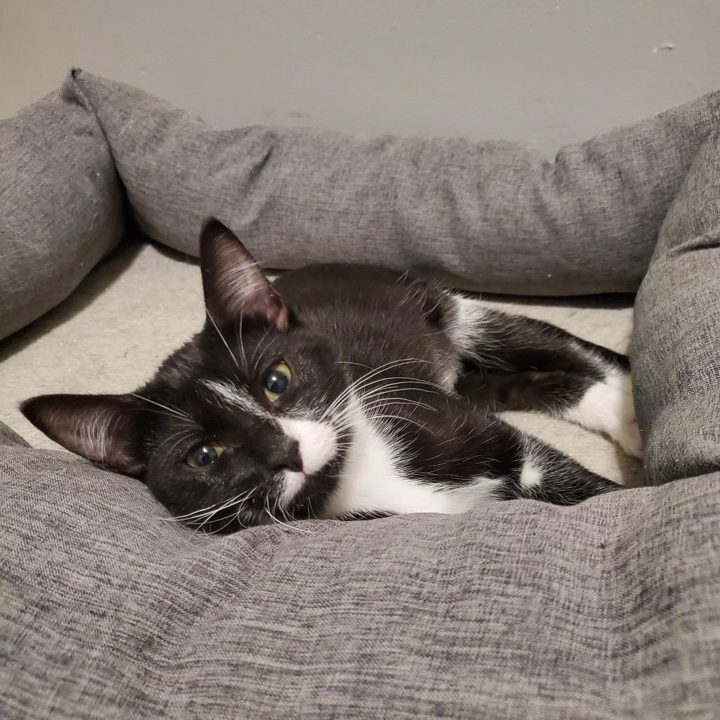 Boogerella, a Adoptable Domestic Short Hair in Granville, OH image 6/6