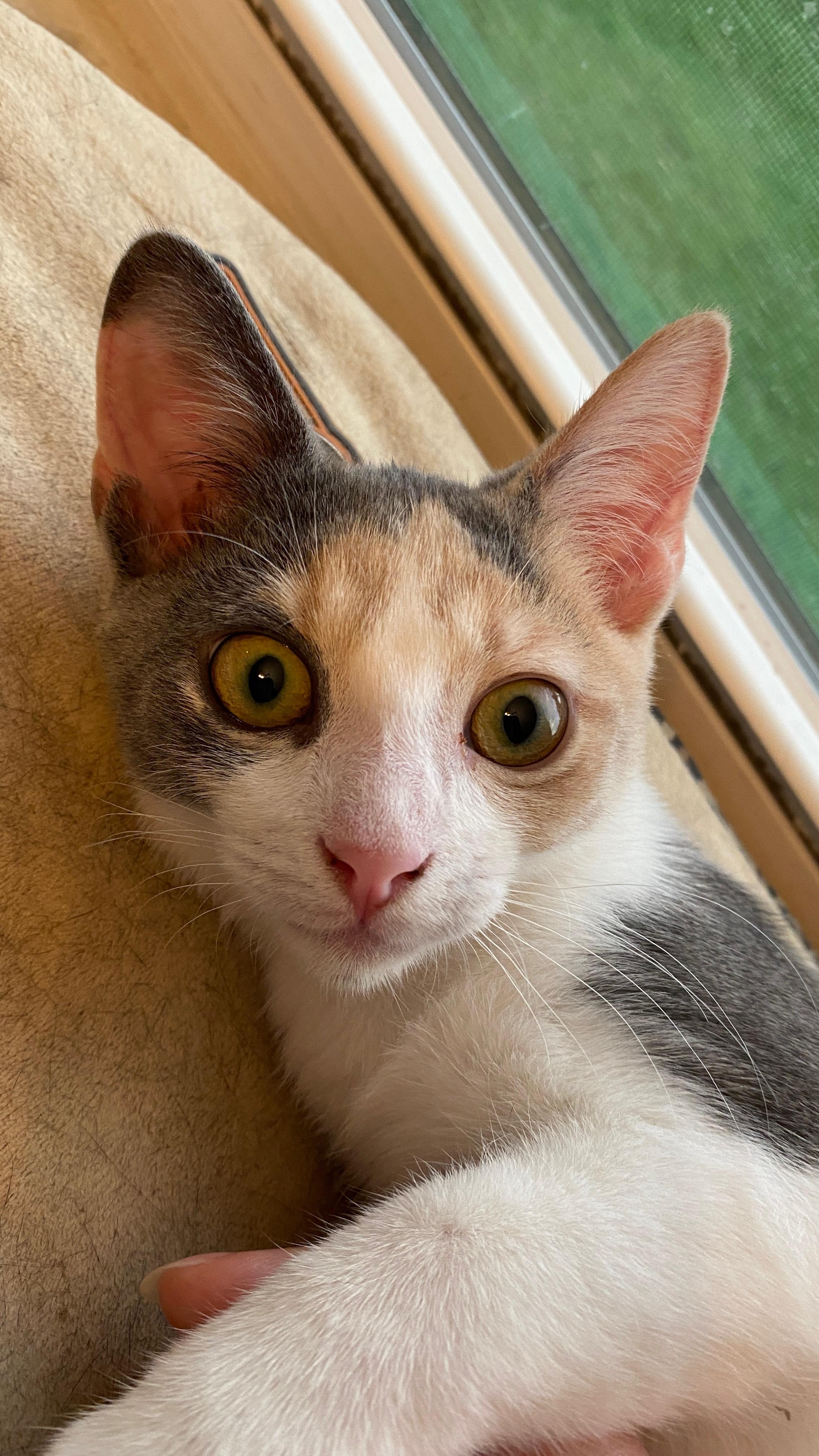 Enlarge Peggy Sue, a Adopted Domestic Short Hair in St Petersburg, FL image 1/6