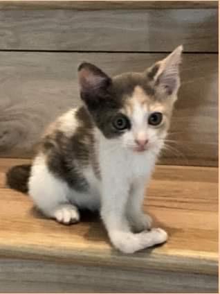 Enlarge Peggy Sue, a Adopted Domestic Short Hair in St Petersburg, FL image 3/6