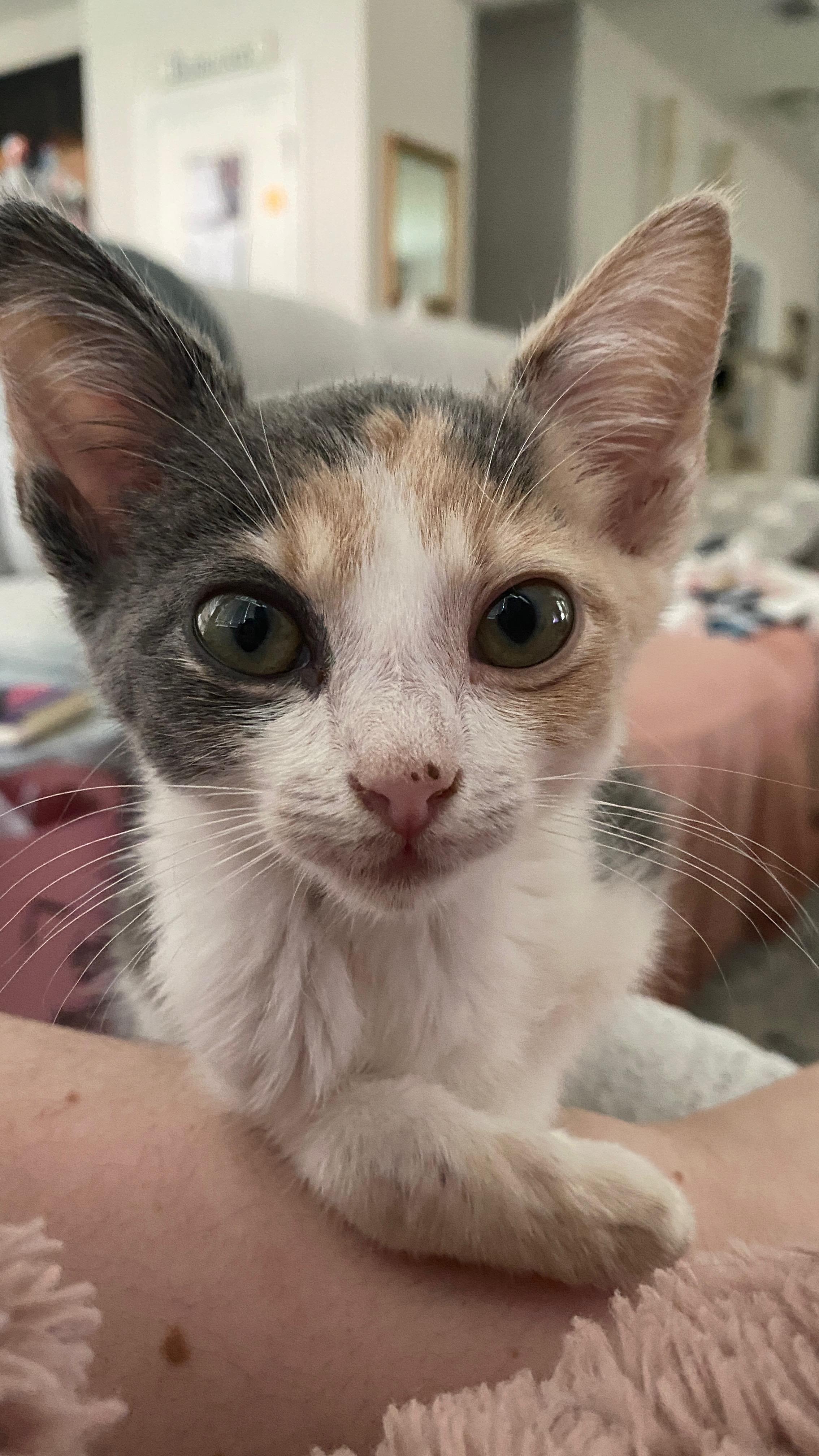 Enlarge Peggy Sue, a Adopted Domestic Short Hair in St Petersburg, FL image 5/6