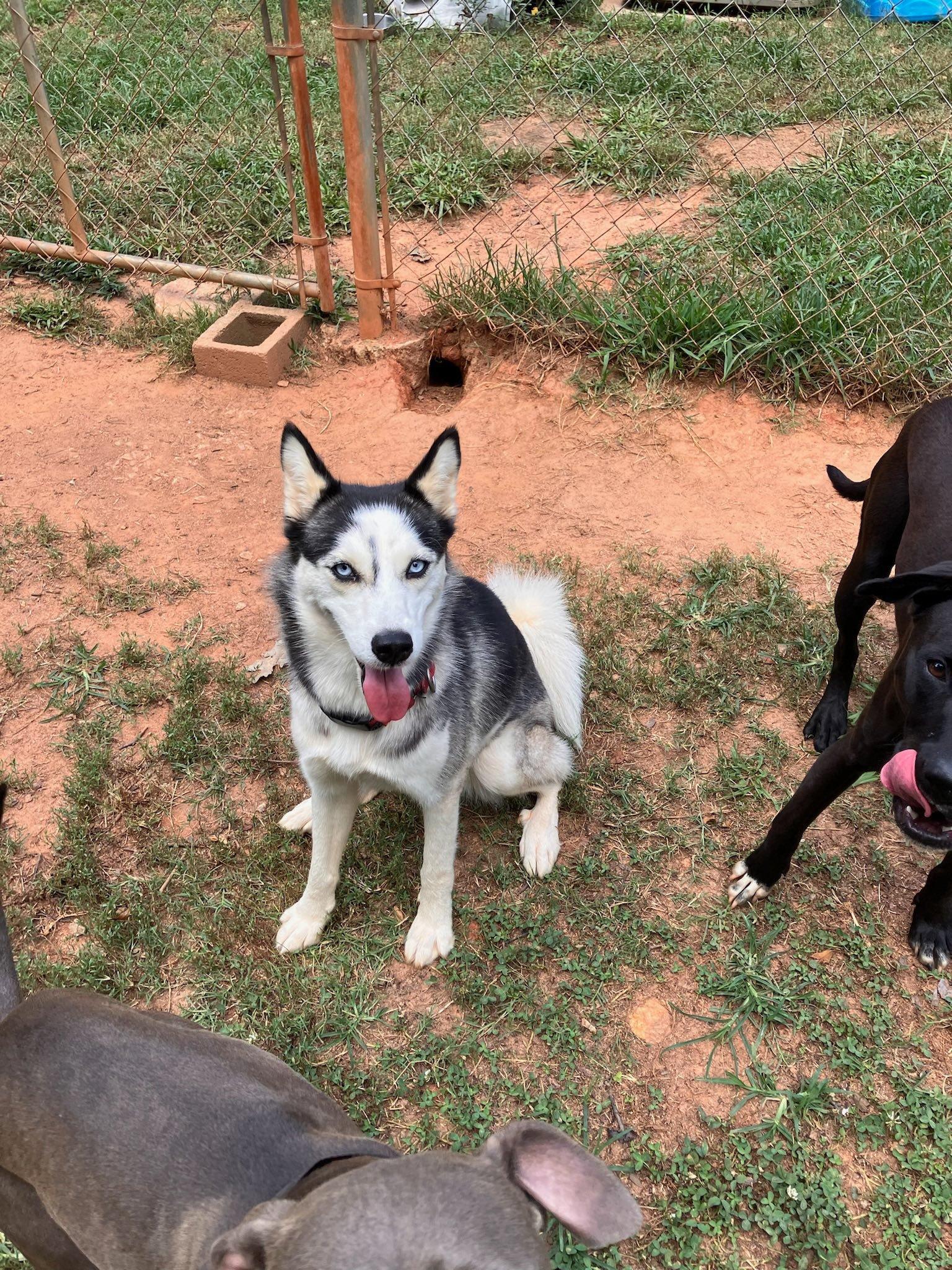 Debbie, Adoptable, Young Female Husky.