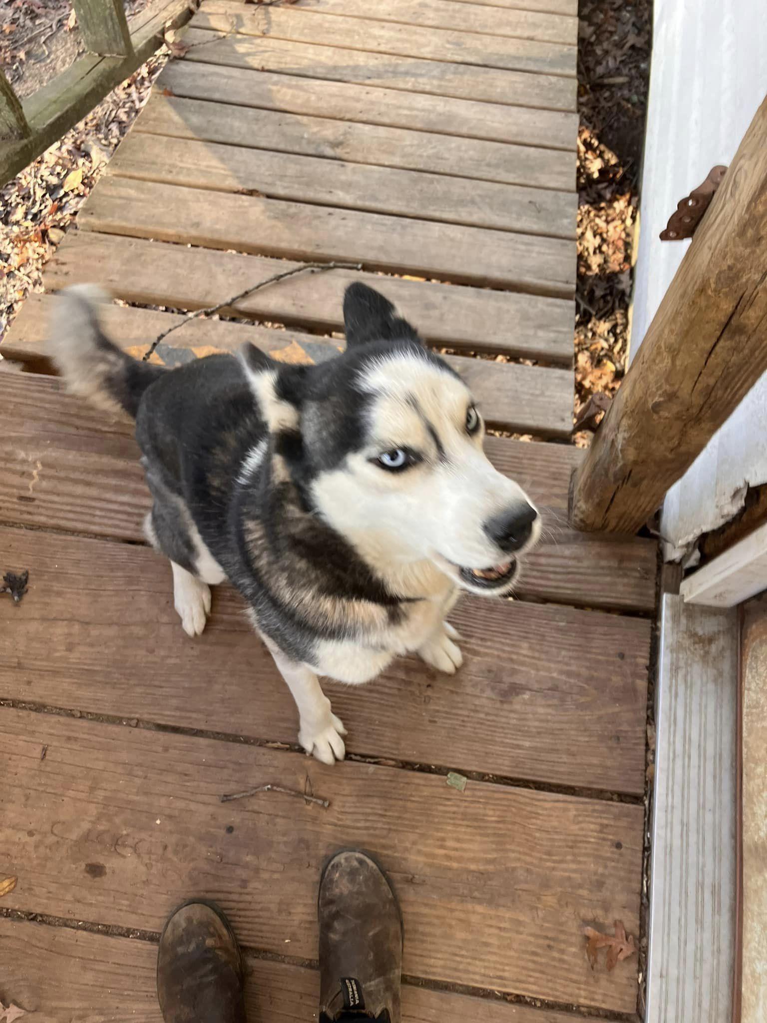 Enlarge Debbie, a Adoptable Husky in Colbert, GA image 3/6