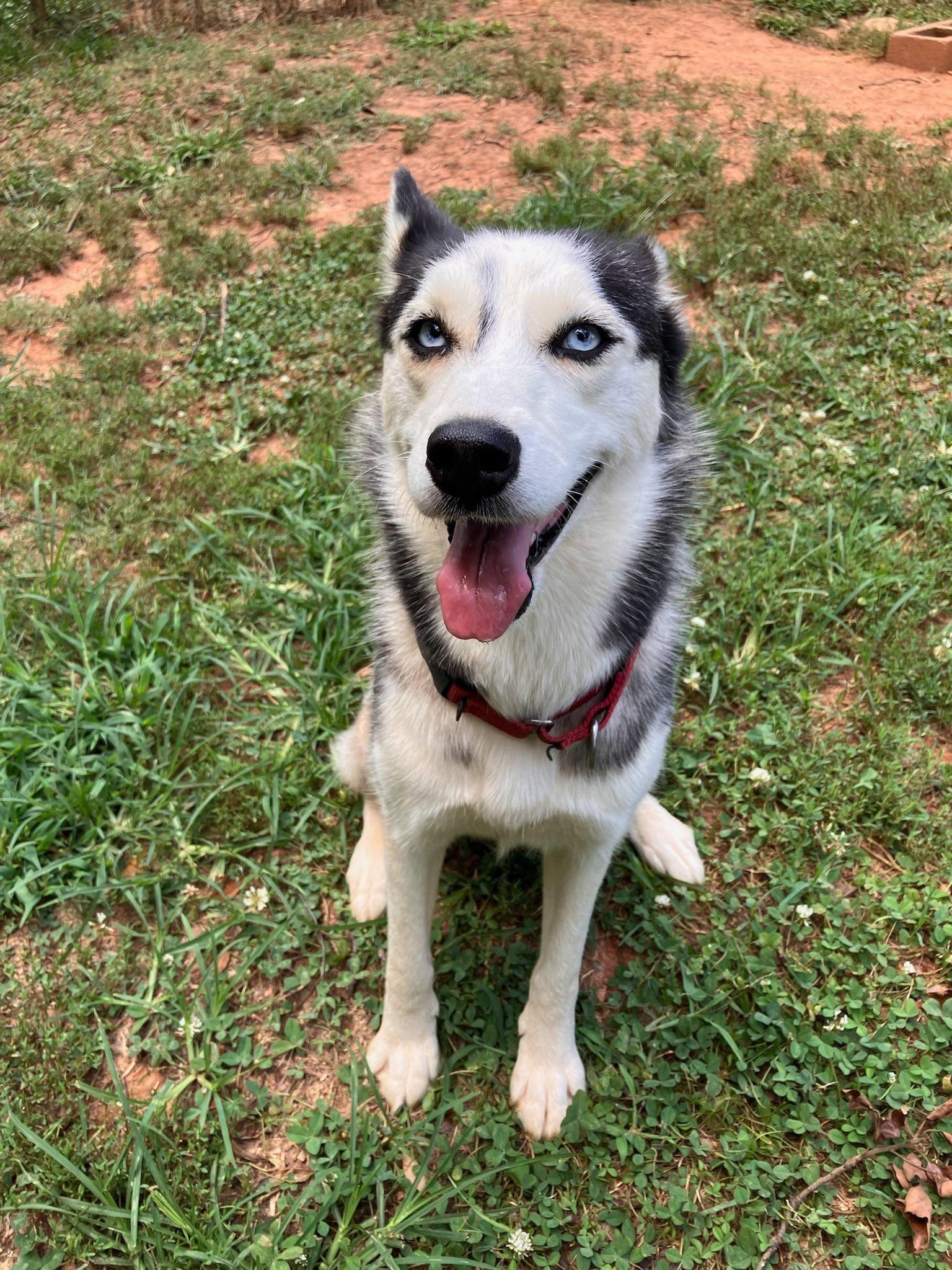 Enlarge Debbie, a Adoptable Husky in Colbert, GA image 2/6