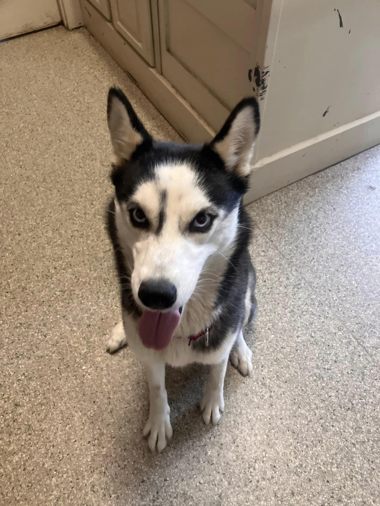 Enlarge Debbie, a Adoptable Husky in Colbert, GA image 4/6