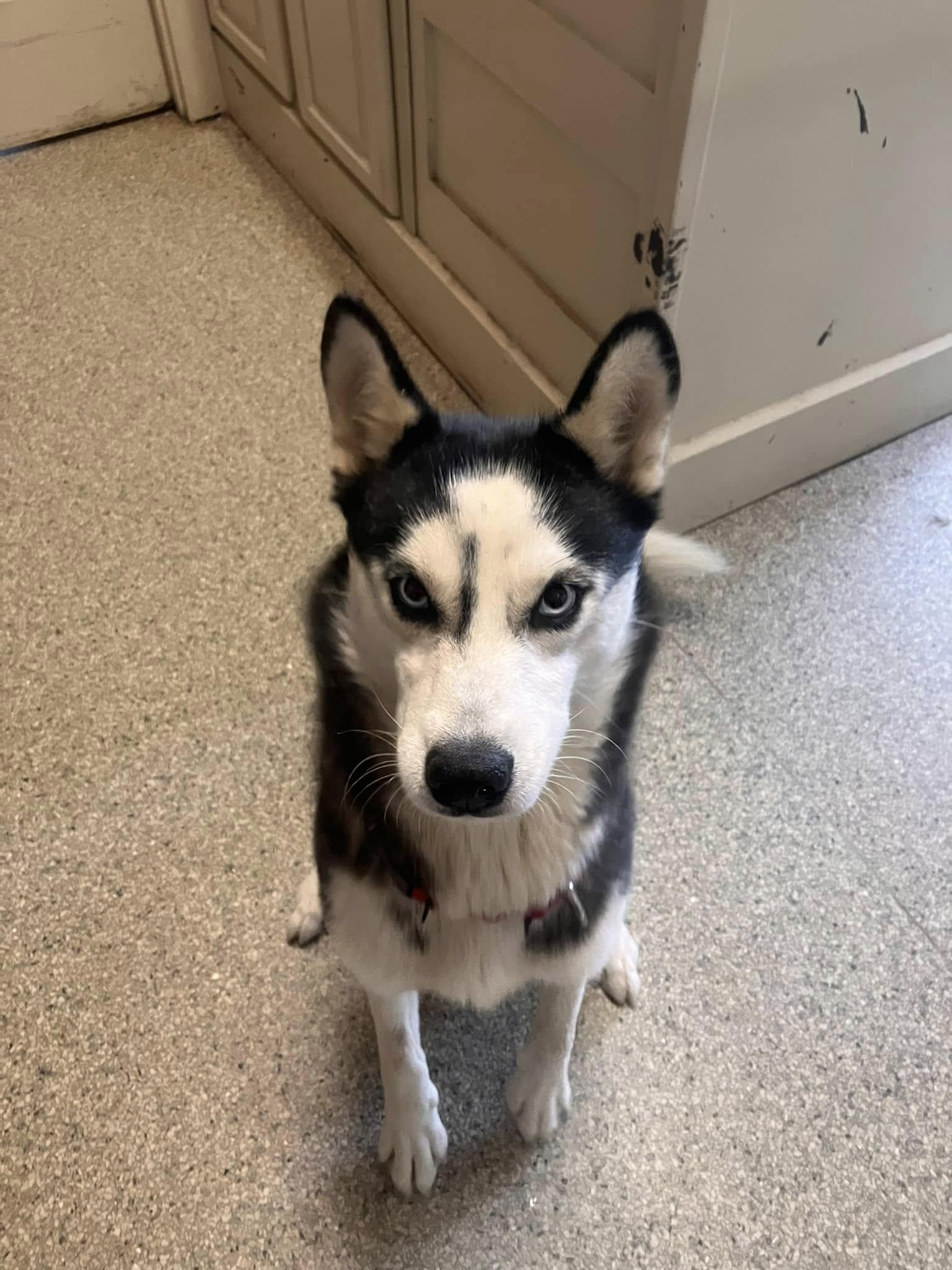 Enlarge Debbie, a Adoptable Husky in Colbert, GA image 5/6