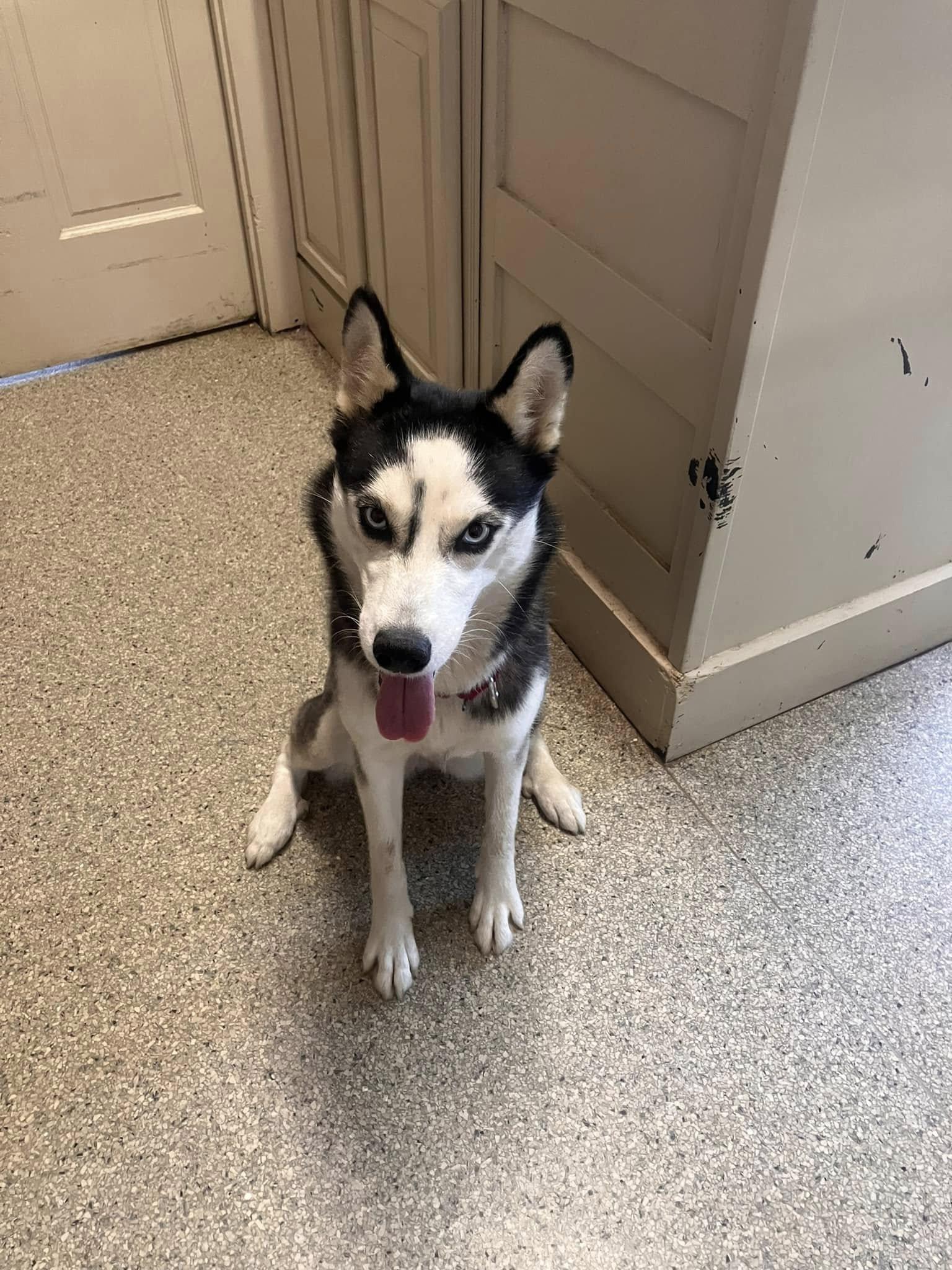 Enlarge Debbie, a Adoptable Husky in Colbert, GA image 6/6