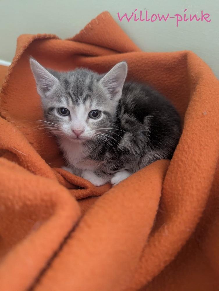 Willow (The Meadows Litter #1), Adopted, Kitten Female Domestic Short Hair.