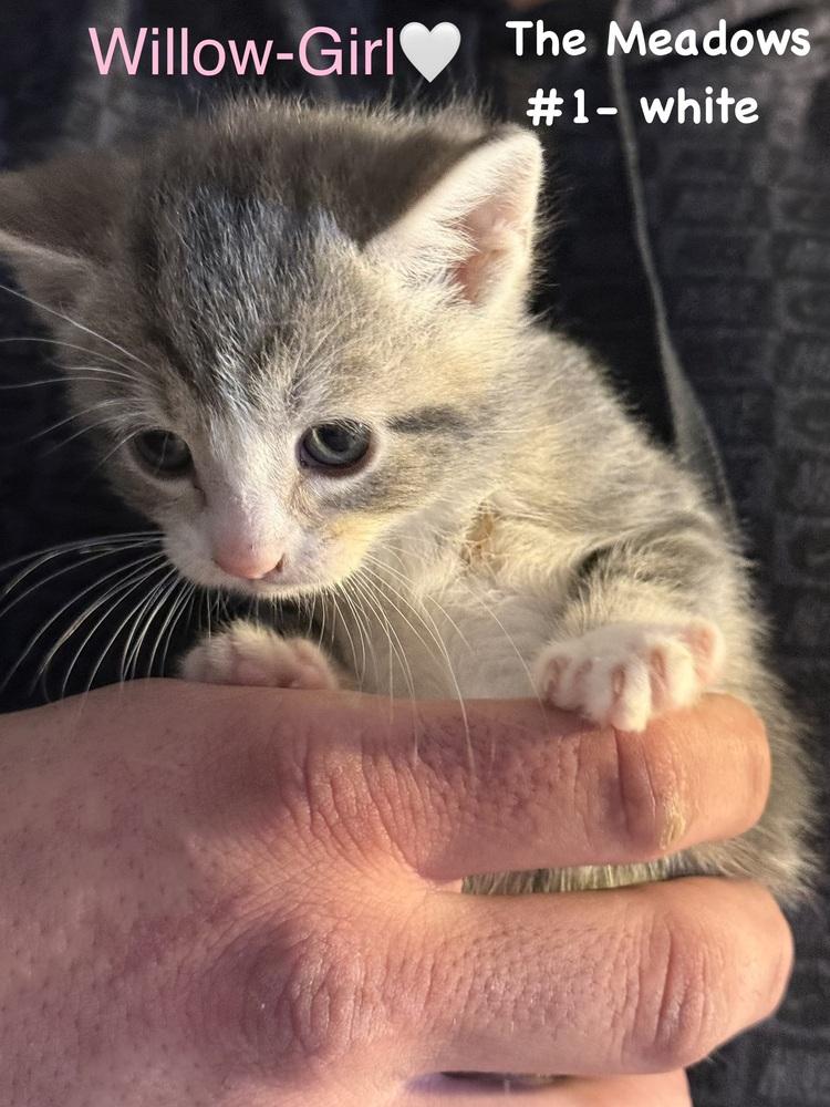 Willow (The Meadows Litter #1), a Adopted Domestic Short Hair in Telford, PA image 2/2