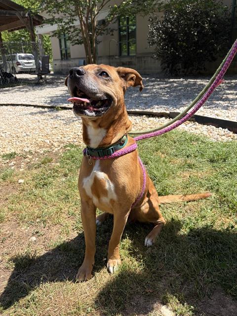 GUS, Adoptable, Adult Male Mixed Breed.
