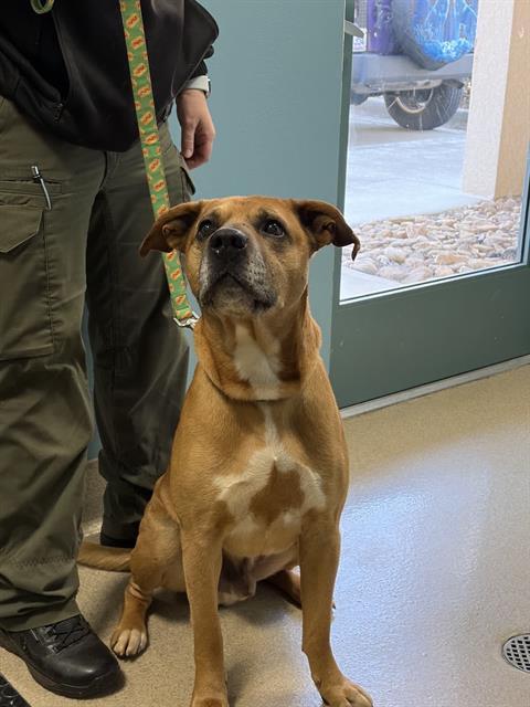 Enlarge GUS, a Adoptable Mixed Breed in Newton, NC image 1/1